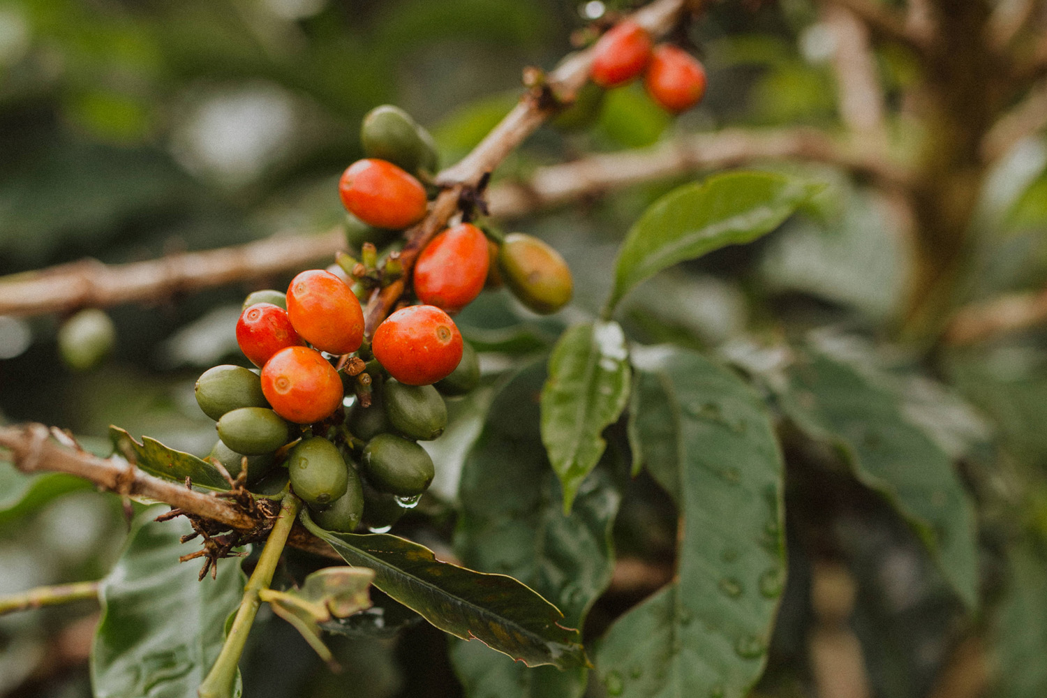 Colombia Santa Barbara Estate Natural (GP)