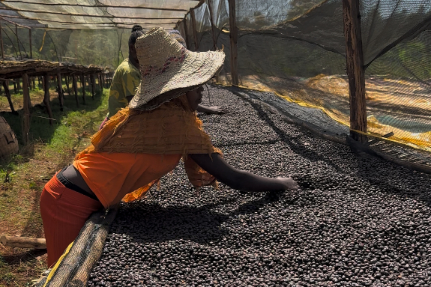 Ethiopia Natural Yirgacheffe Worka Sakaro G1 (GP)