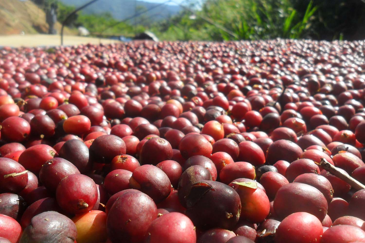Costa Rica Tarrazu La Candelilla Natural Geisha Finca Palmiliera Micro Lot (GP)