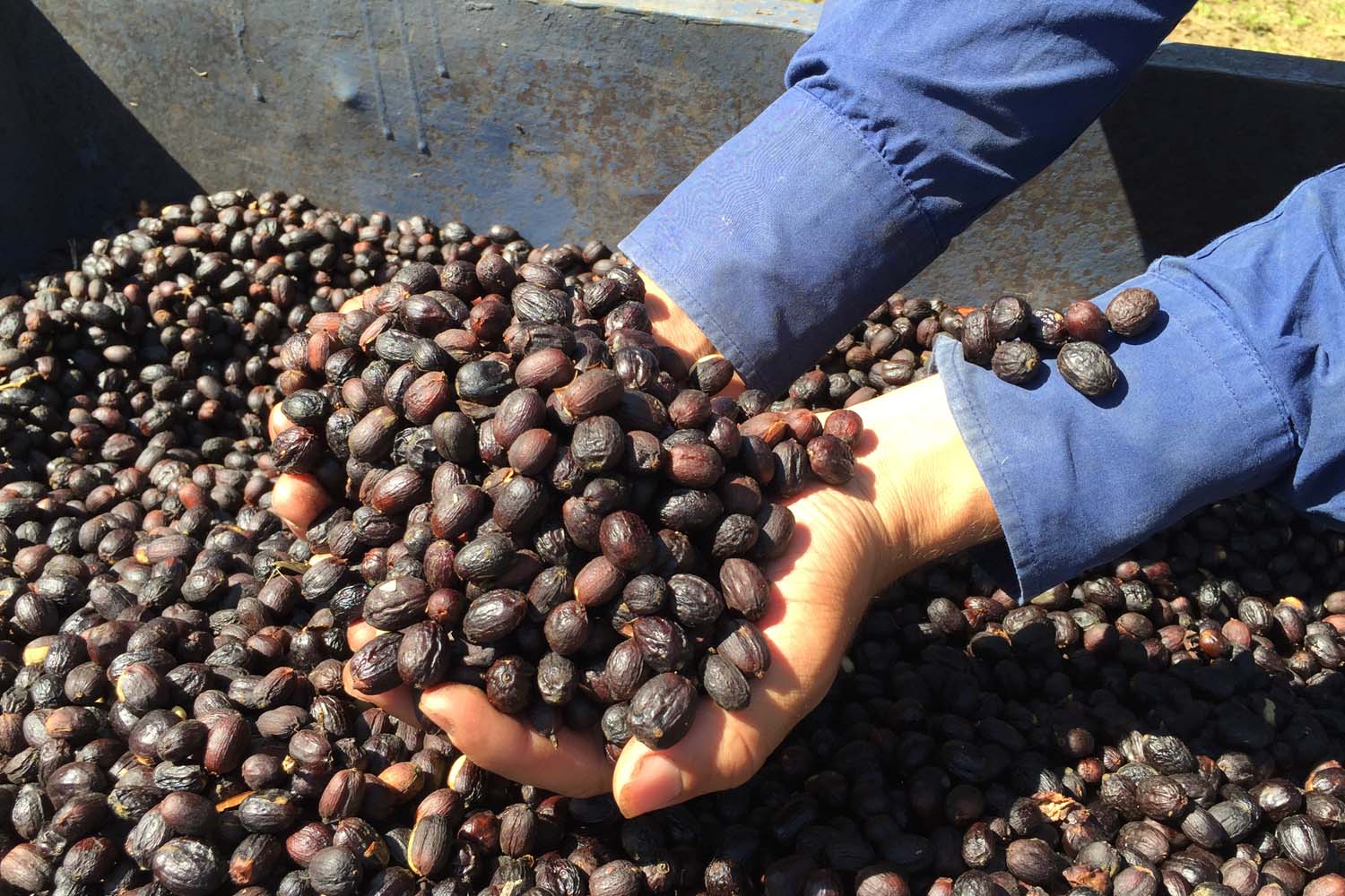 Costa Rica Tarrazu La Candelilla Natural Geisha Finca Palmiliera Micro Lot (GP)