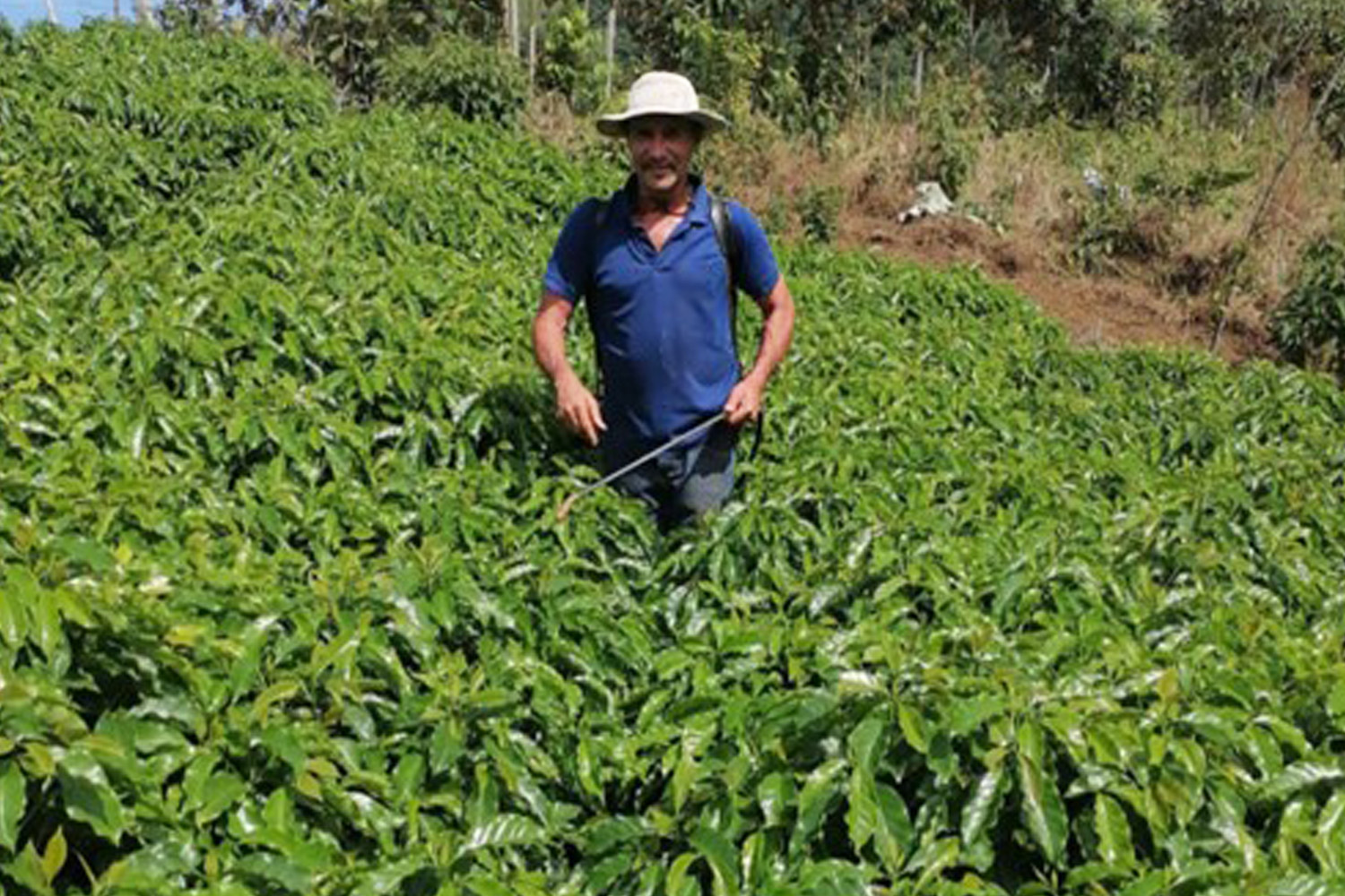 Costa Rica Tarrazu La Candelilla Natural Geisha Finca Palmiliera Micro Lot (GP)