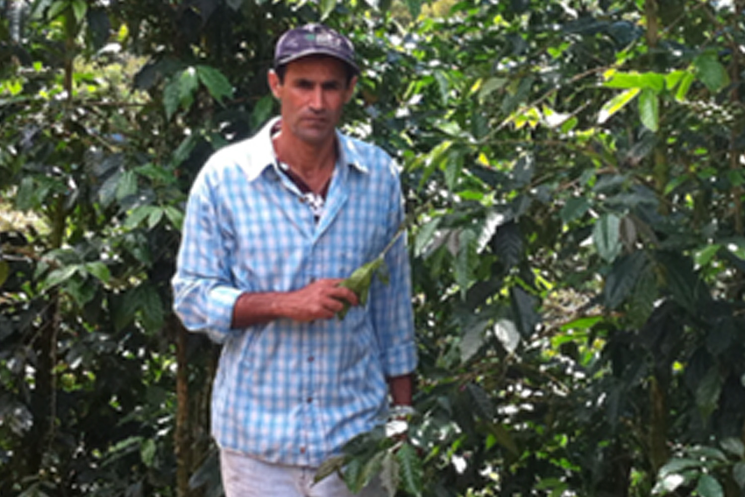 Costa Rica Tarrazu La Candelilla Natural Geisha Finca Palmiliera Micro Lot (GP)