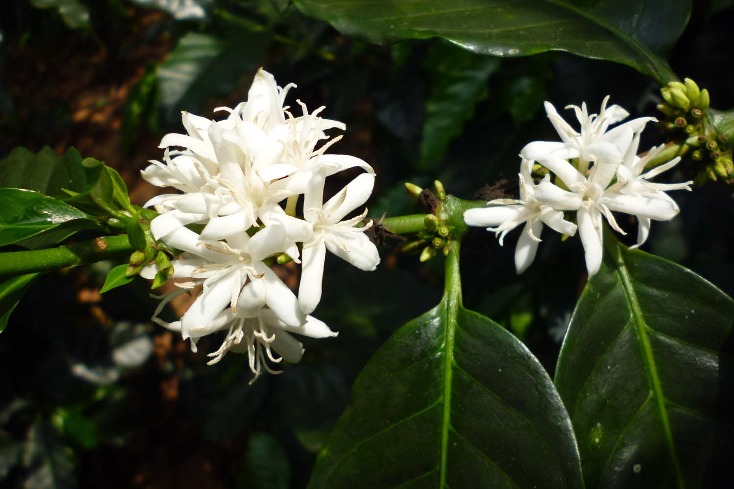 Costa Rica Tarrazu La Candelilla Natural Geisha Finca Palmiliera Micro Lot (GP)