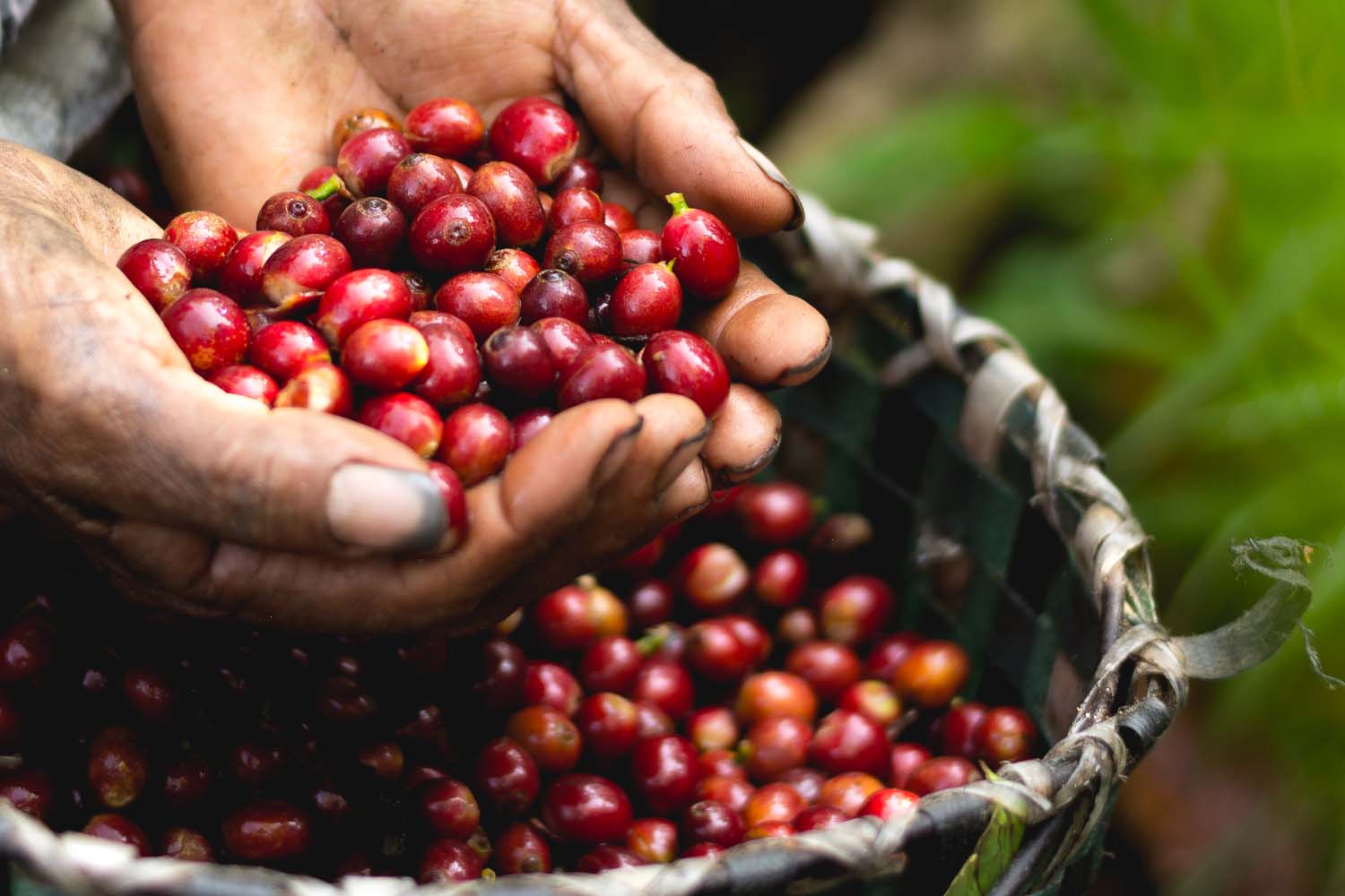 Organic Honduras Pedro Turcios Washed Fair Trade - Micro Lot  (GP)