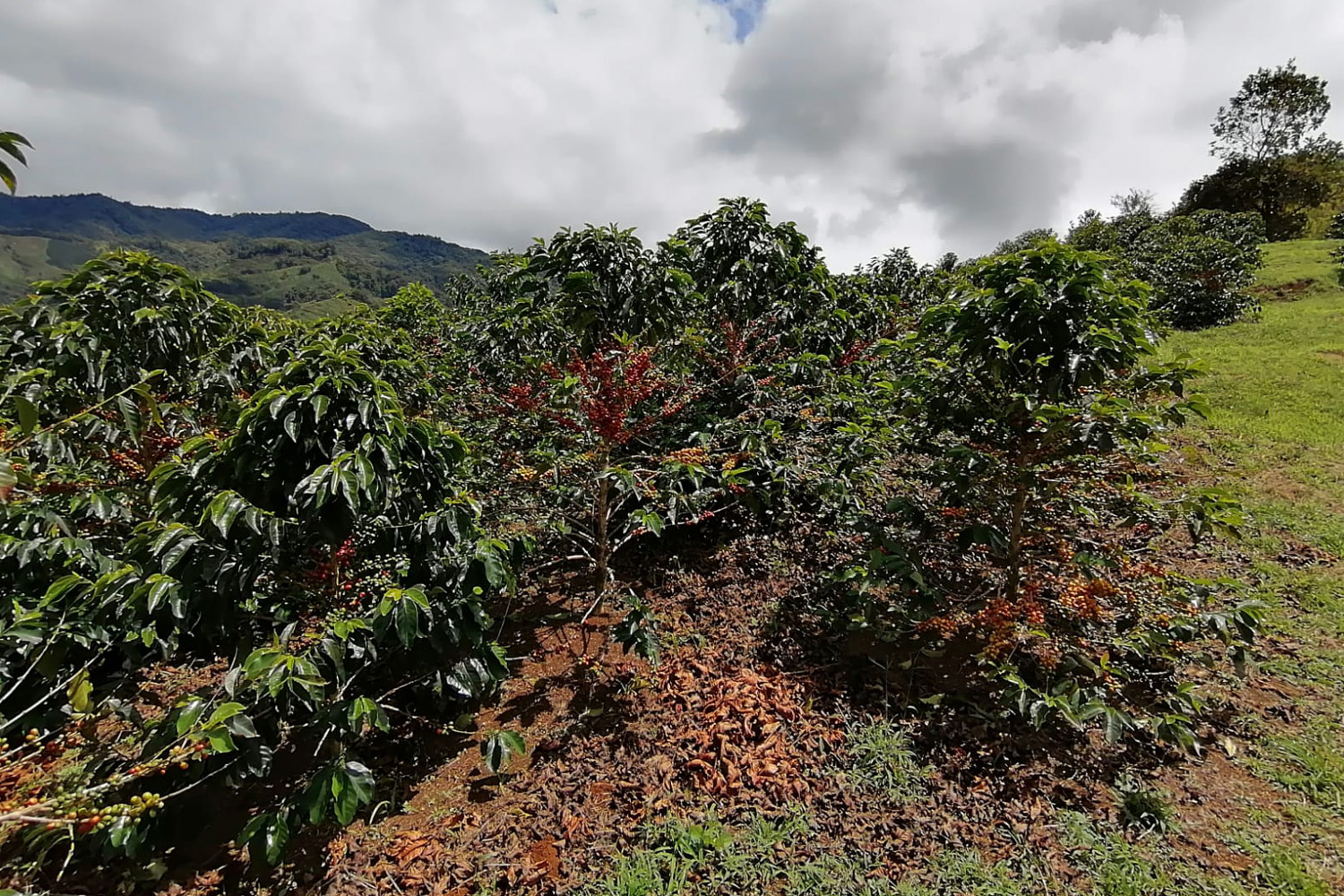 Colombia Huila Finca El Mirador-Anaerobic Natural (E)