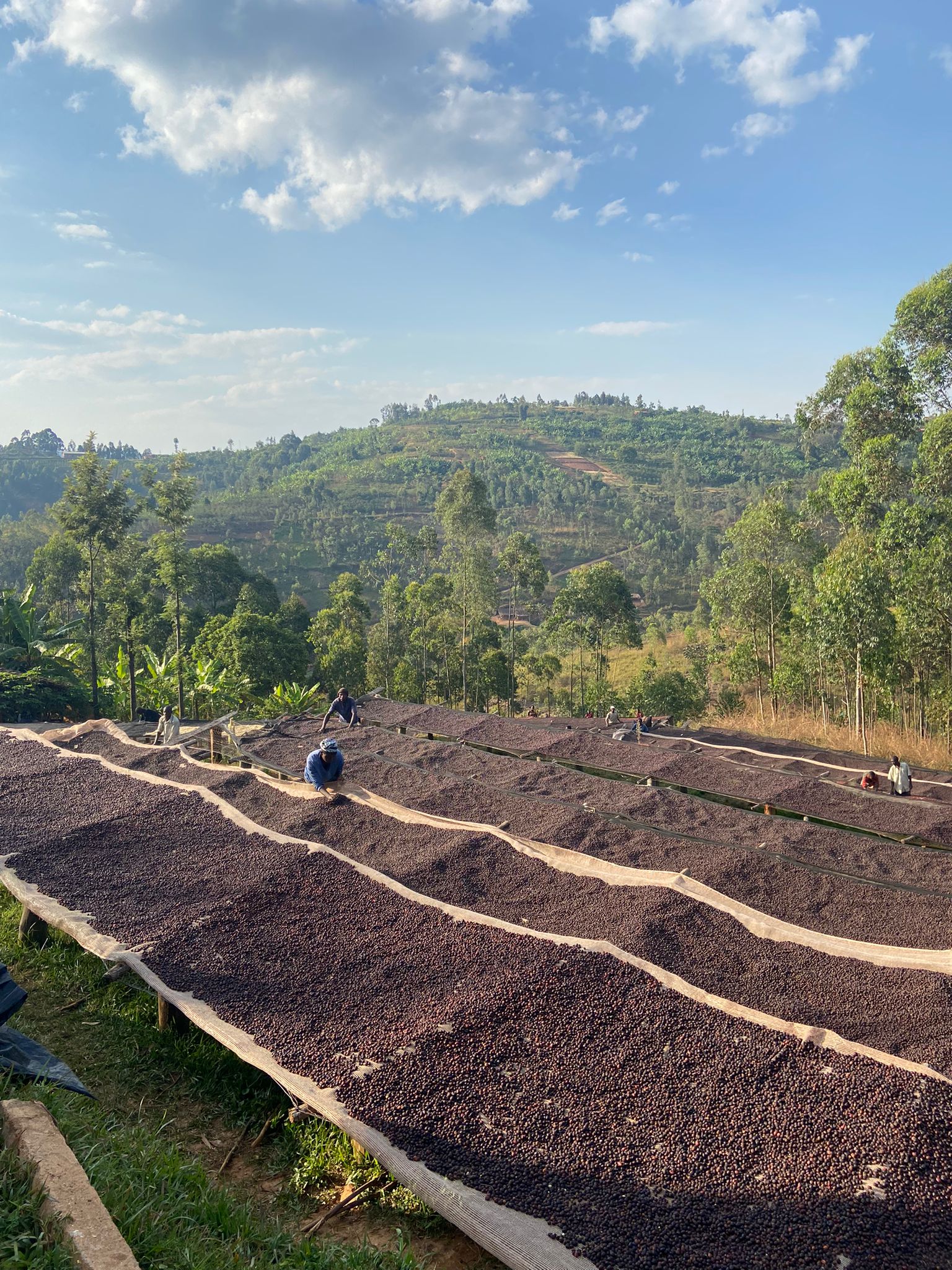 Burundi Twaranyuzwe Washing Station (E)