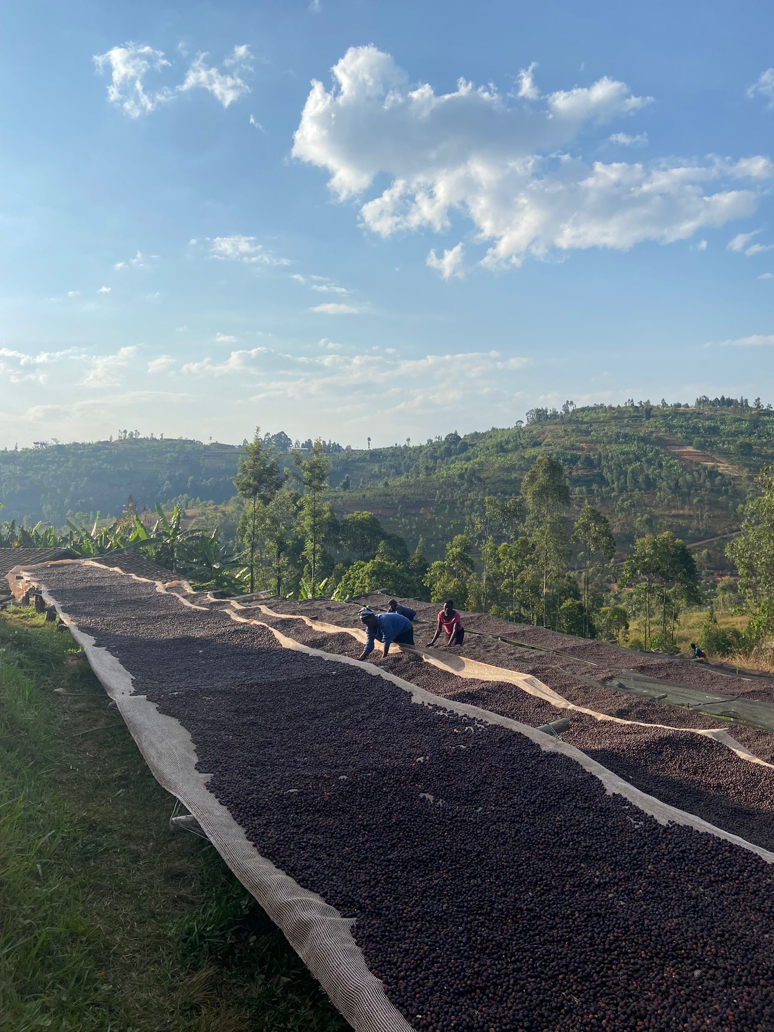 Burundi Twaranyuzwe Washing Station (E)