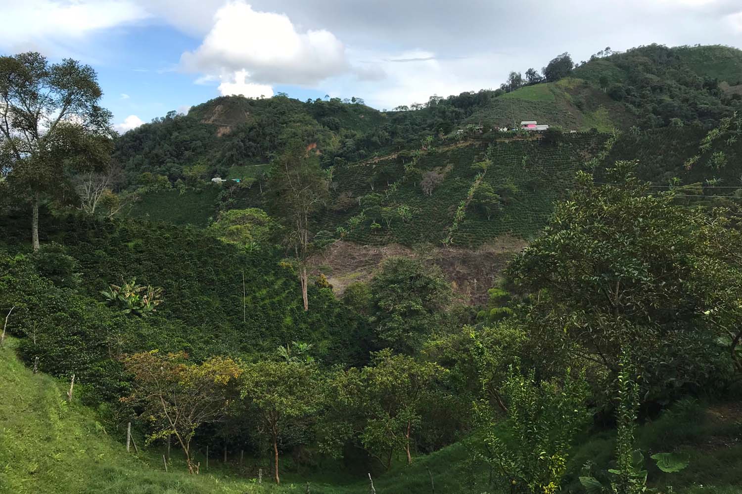 Organic Colombia Tolima Los Brasiles PB (GP)