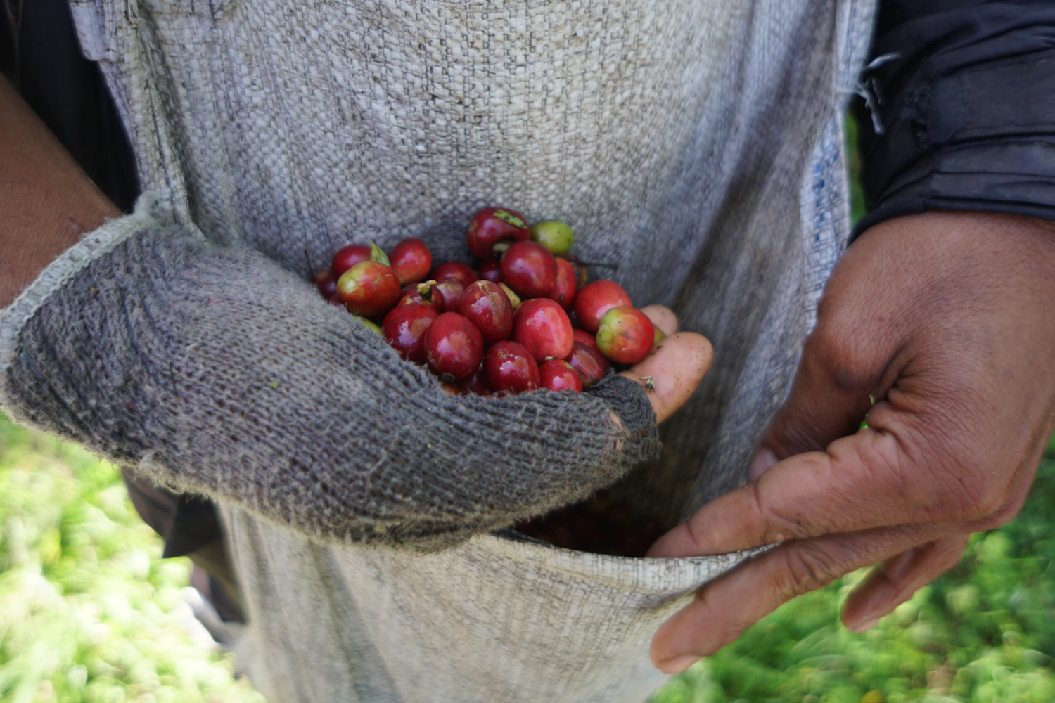 Organic Sumatra Bener Meriah Burni Telong GR1