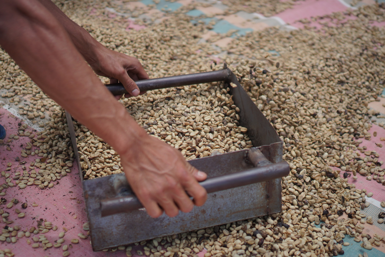 Organic Sumatra Bener Meriah Burni Telong GR1