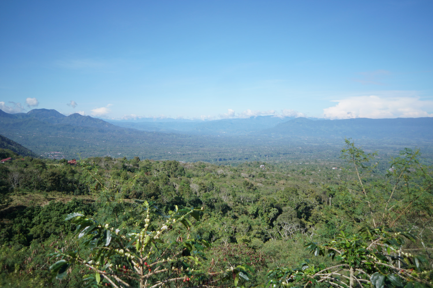 Organic Sumatra Bener Meriah Burni Telong GR1 | Royal New York