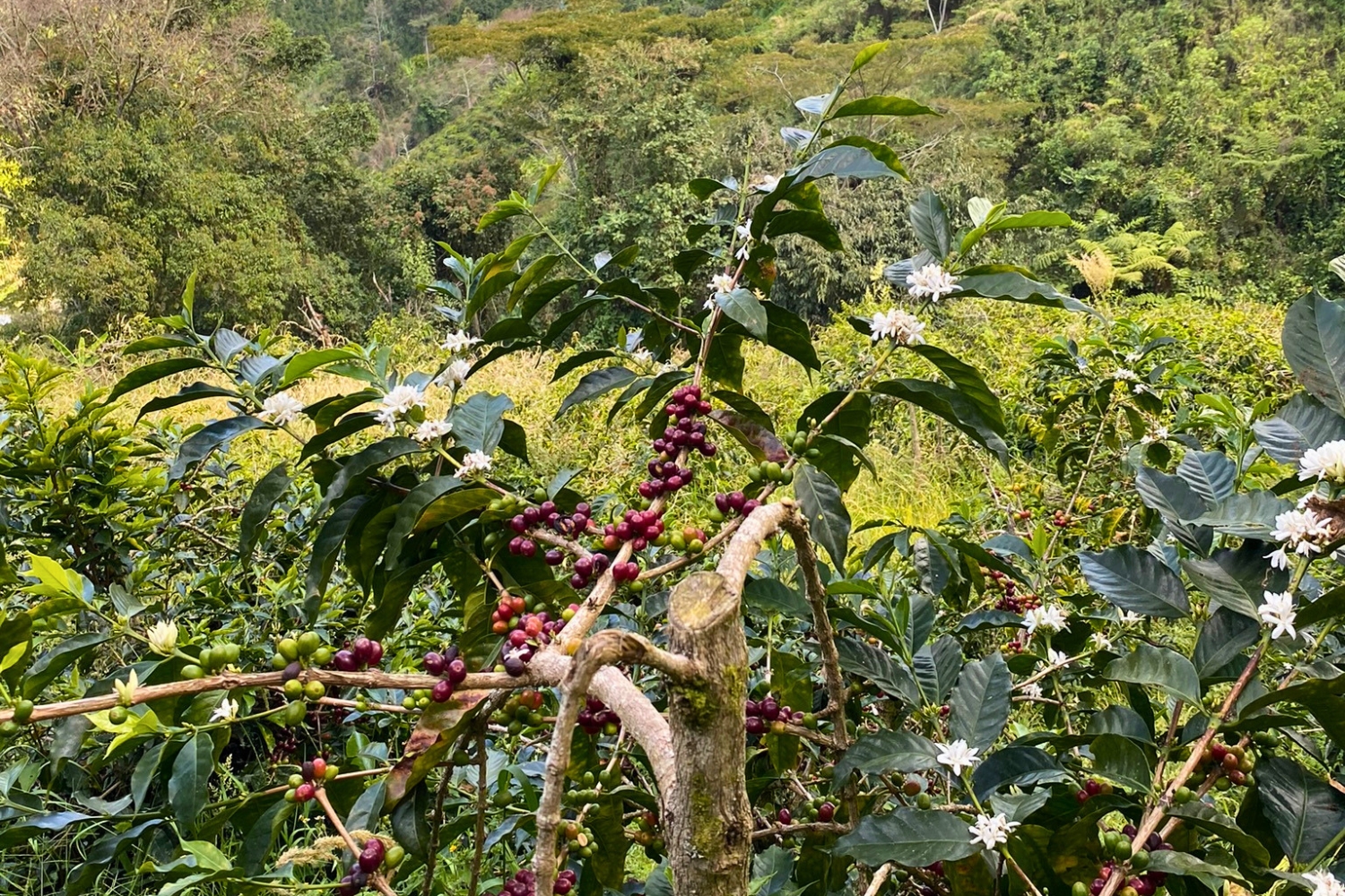 Colombia Cauca-Inza-Nilson Pillimue (GP)