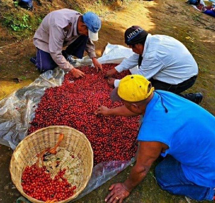 El Salvador SHG San Miguel Natural (E)