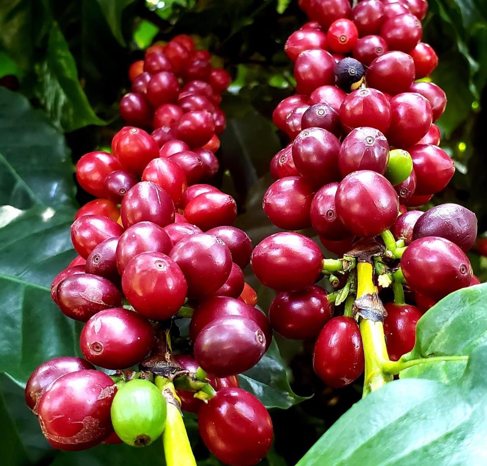 El Salvador SHG San Miguel Natural (E)