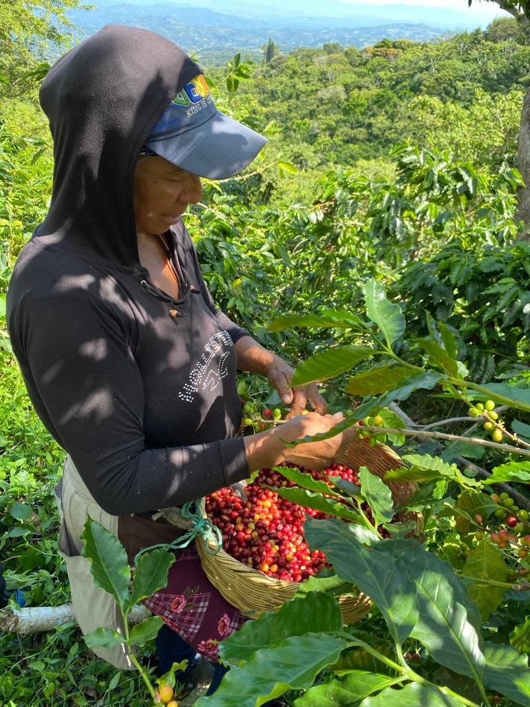 El Salvador SHG San Miguel Natural (E)