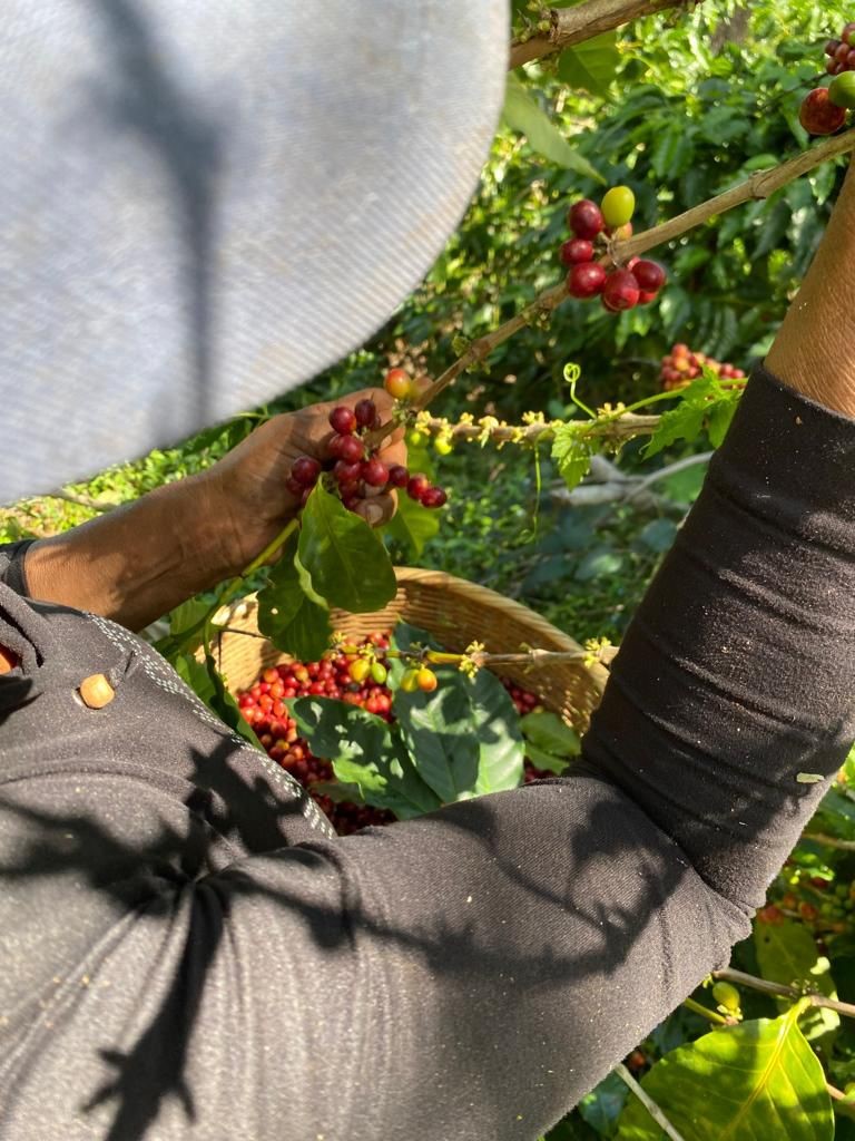 El Salvador SHG San Miguel Natural (E)