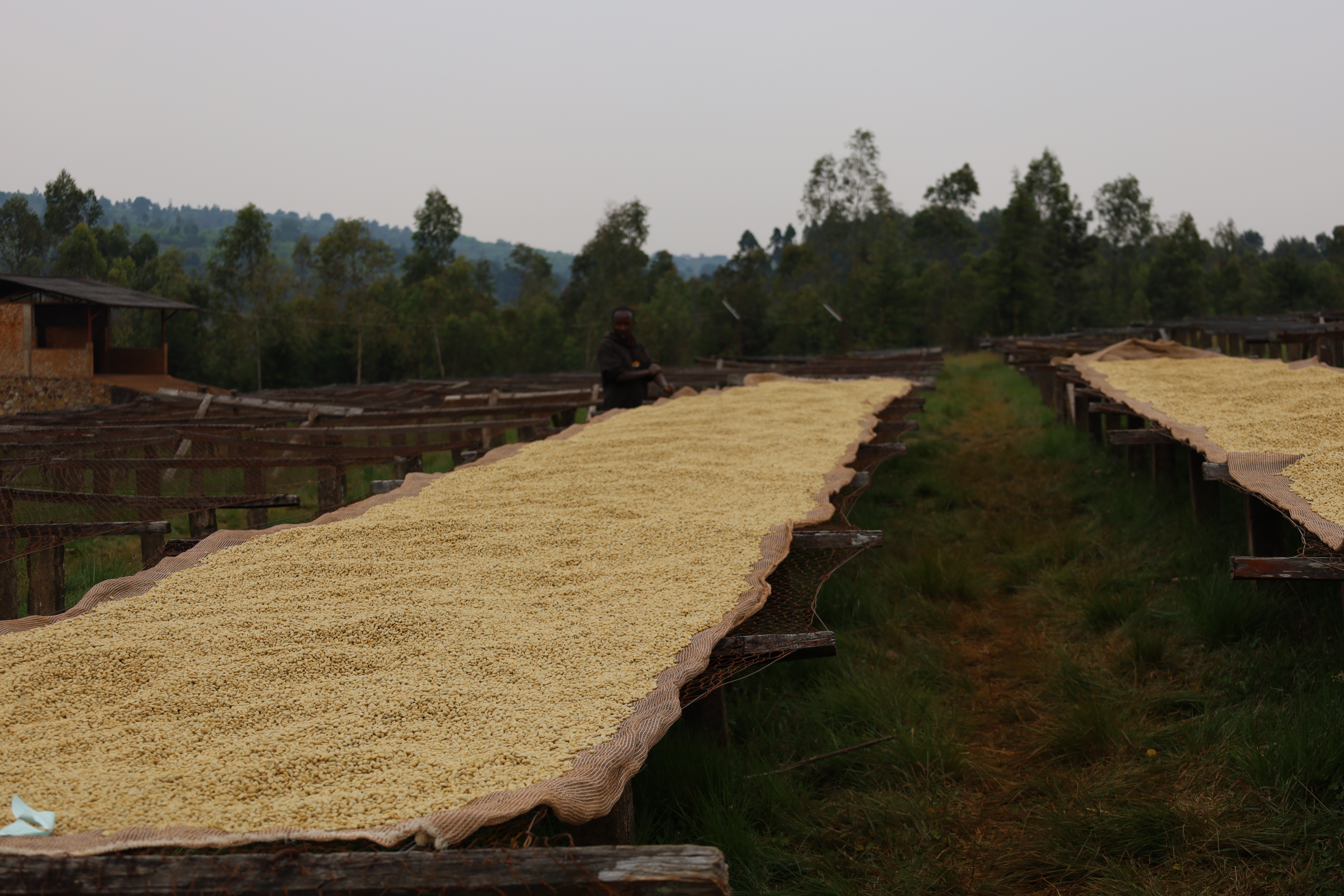 Burundi Ngozi Murambi Washing Station (E)
