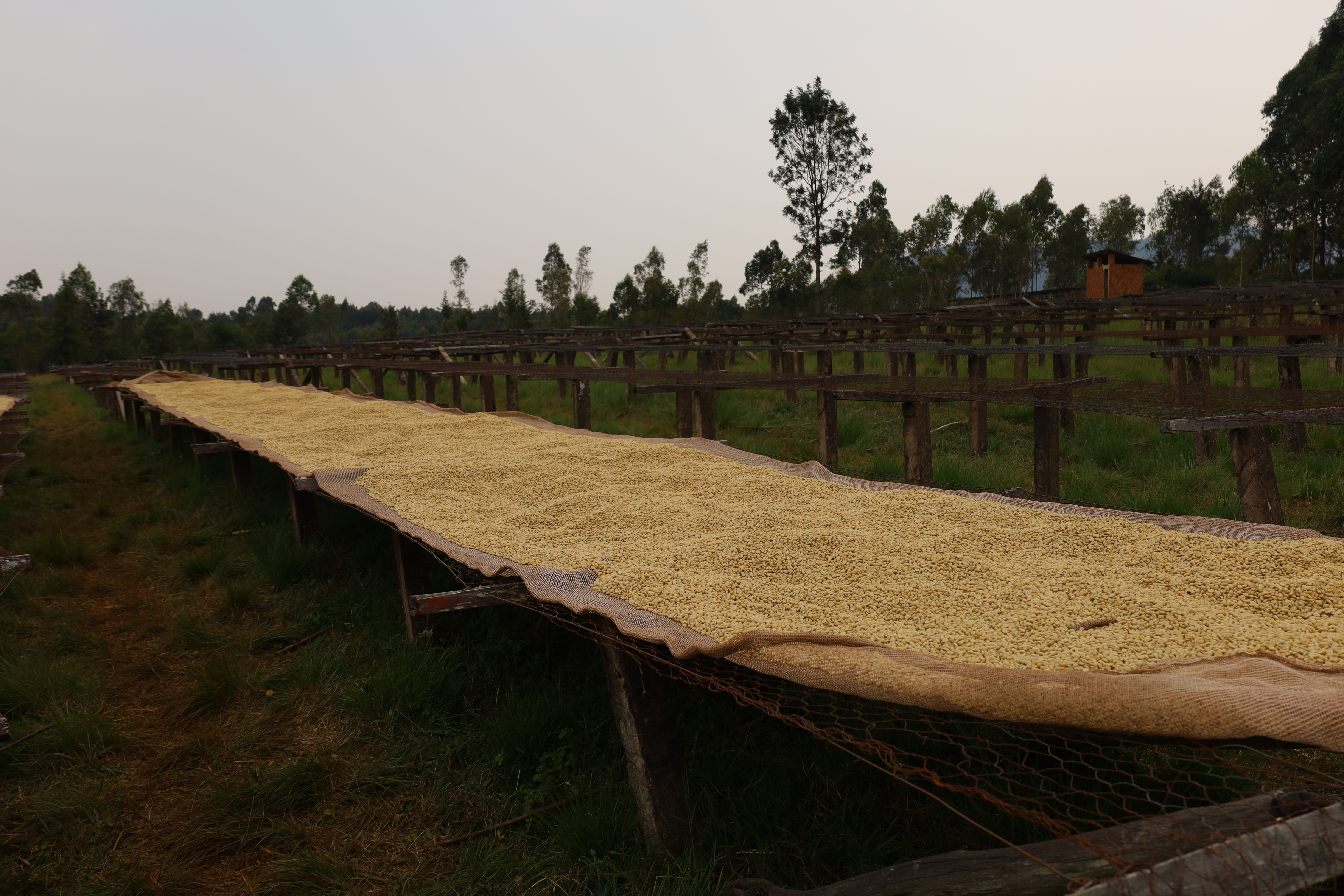 Burundi Ngozi Murambi Washing Station (E)