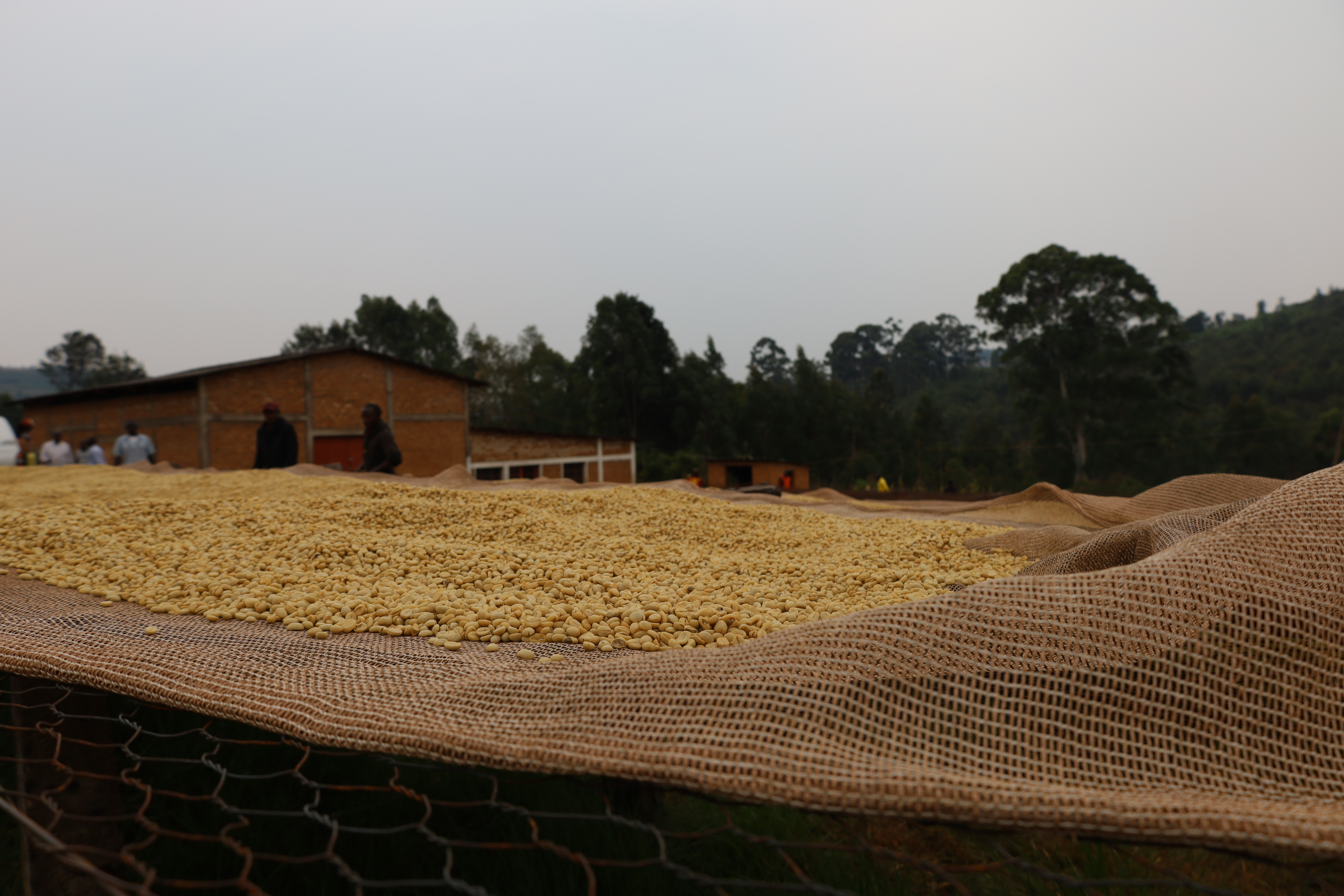 Burundi Ngozi Murambi Washing Station (E)