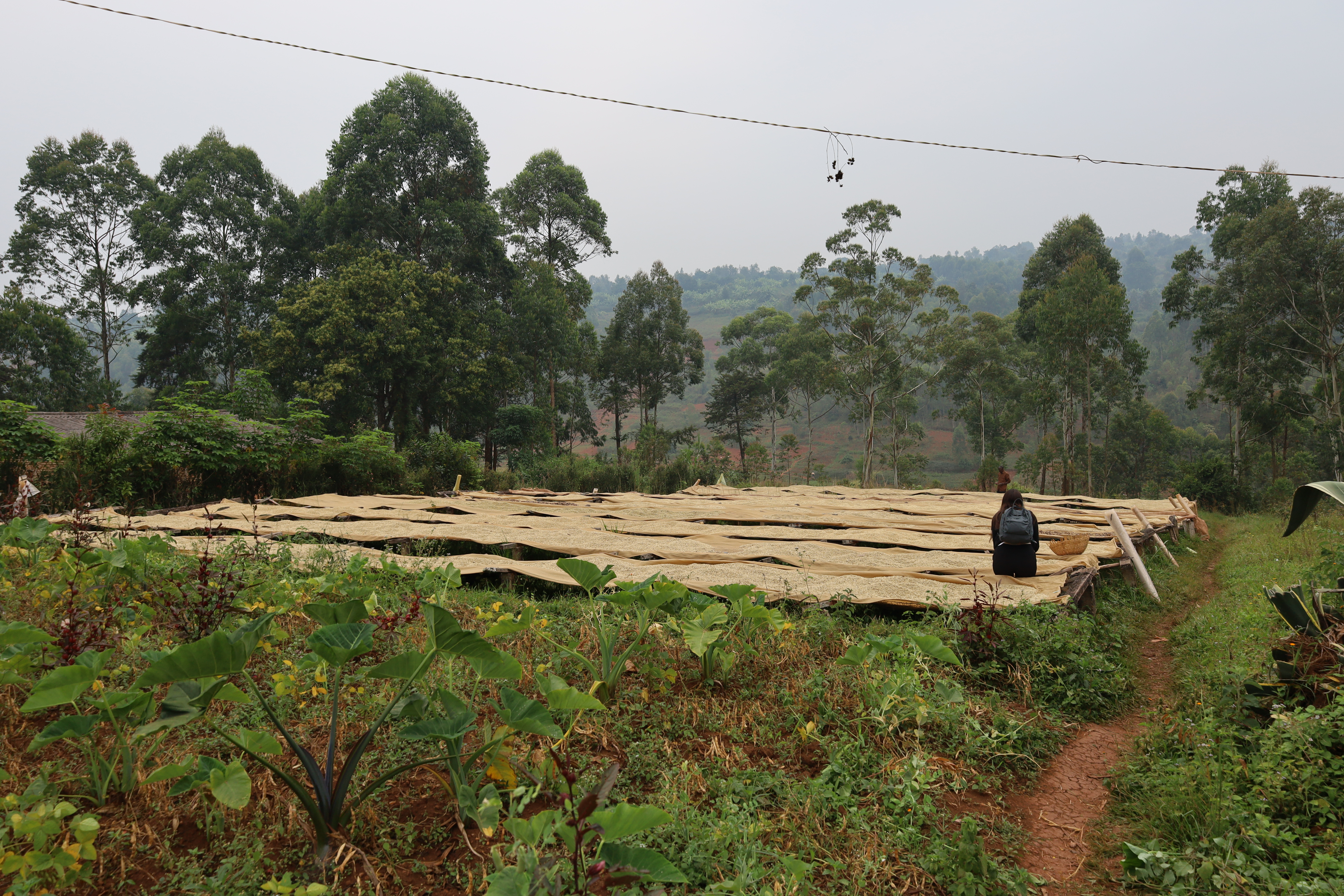 Burundi Ngozi Murambi Washing Station (E)