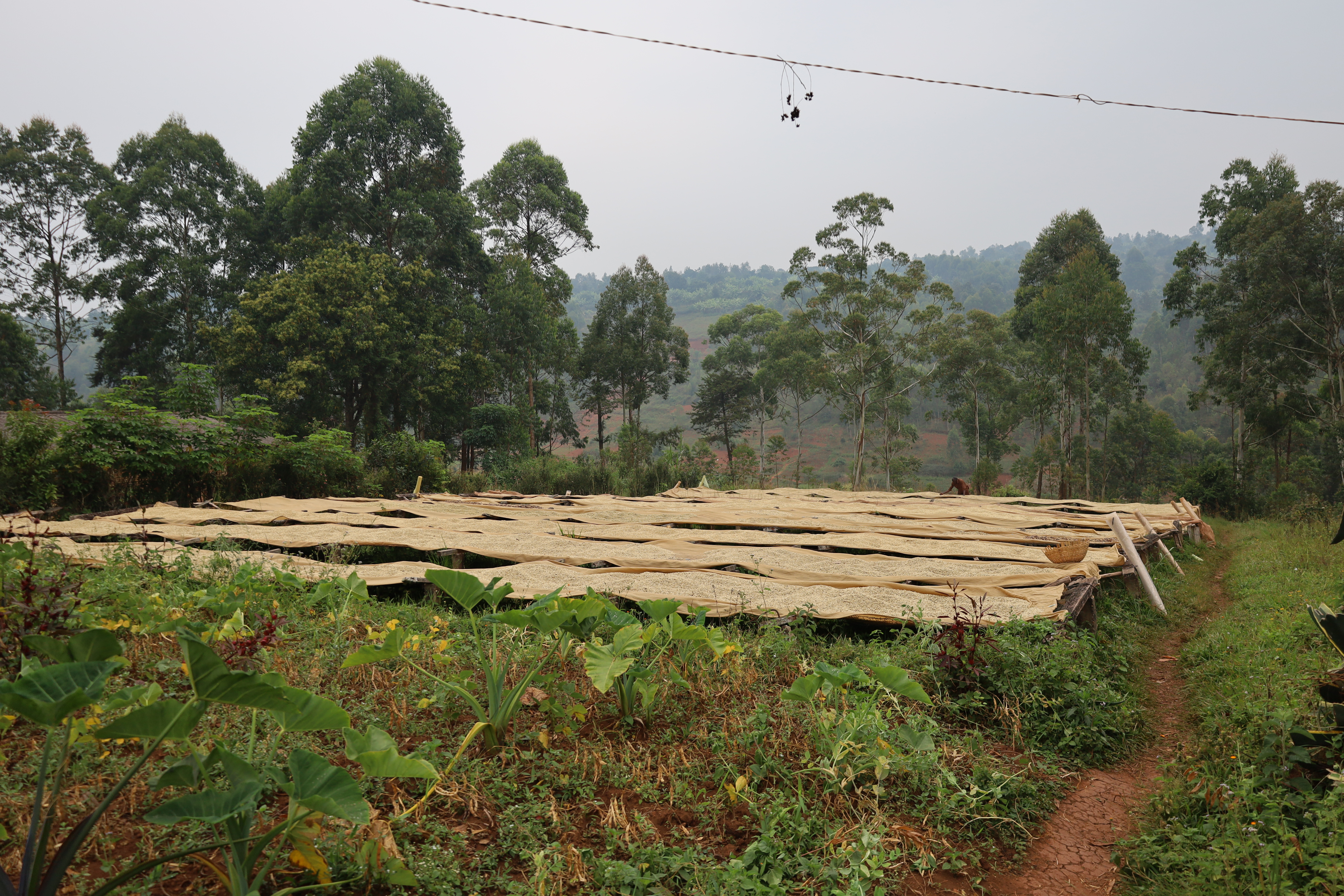 Burundi Ngozi Murambi Washing Station (E)
