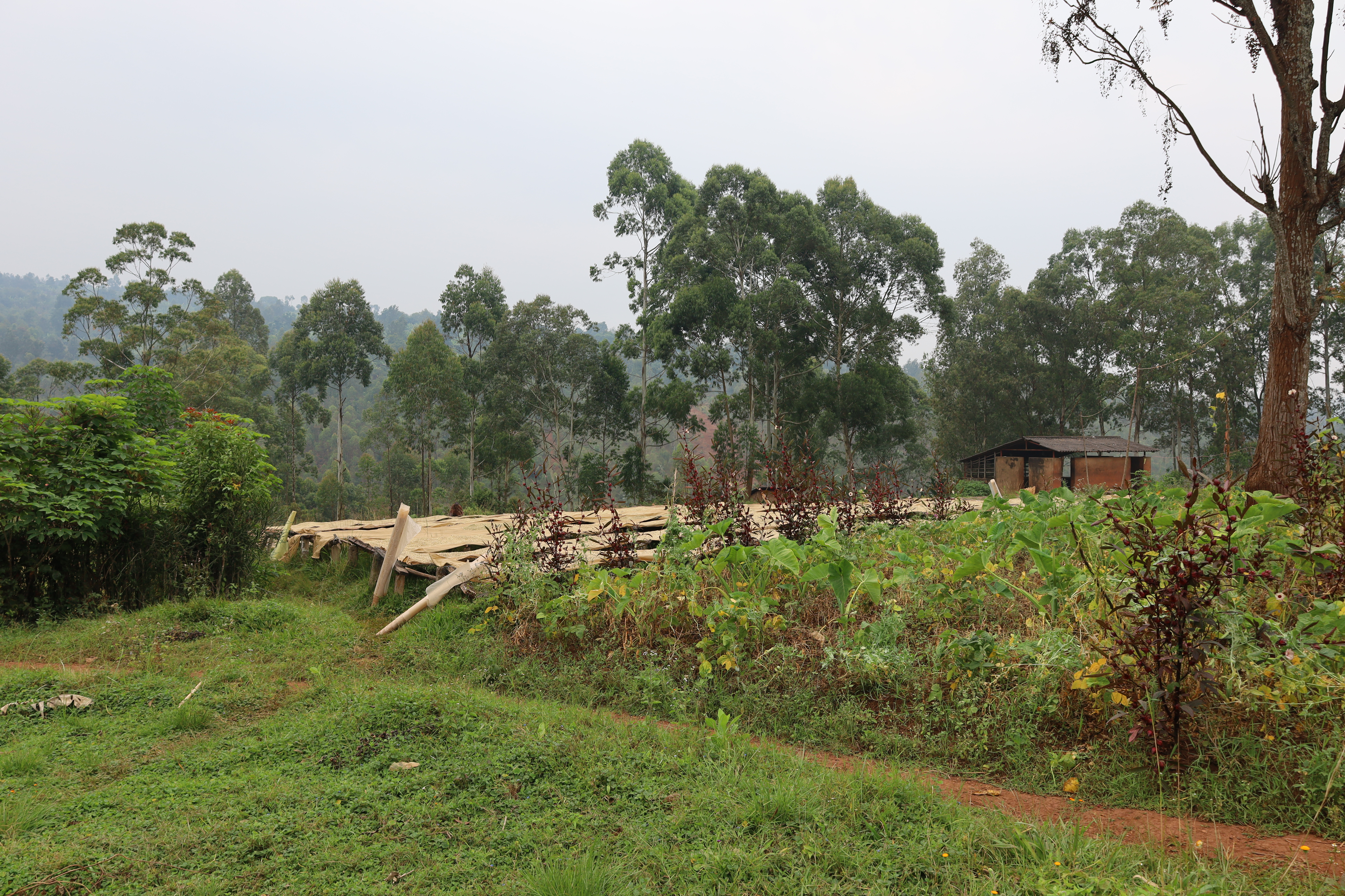 Burundi Ngozi Murambi Washing Station (E)