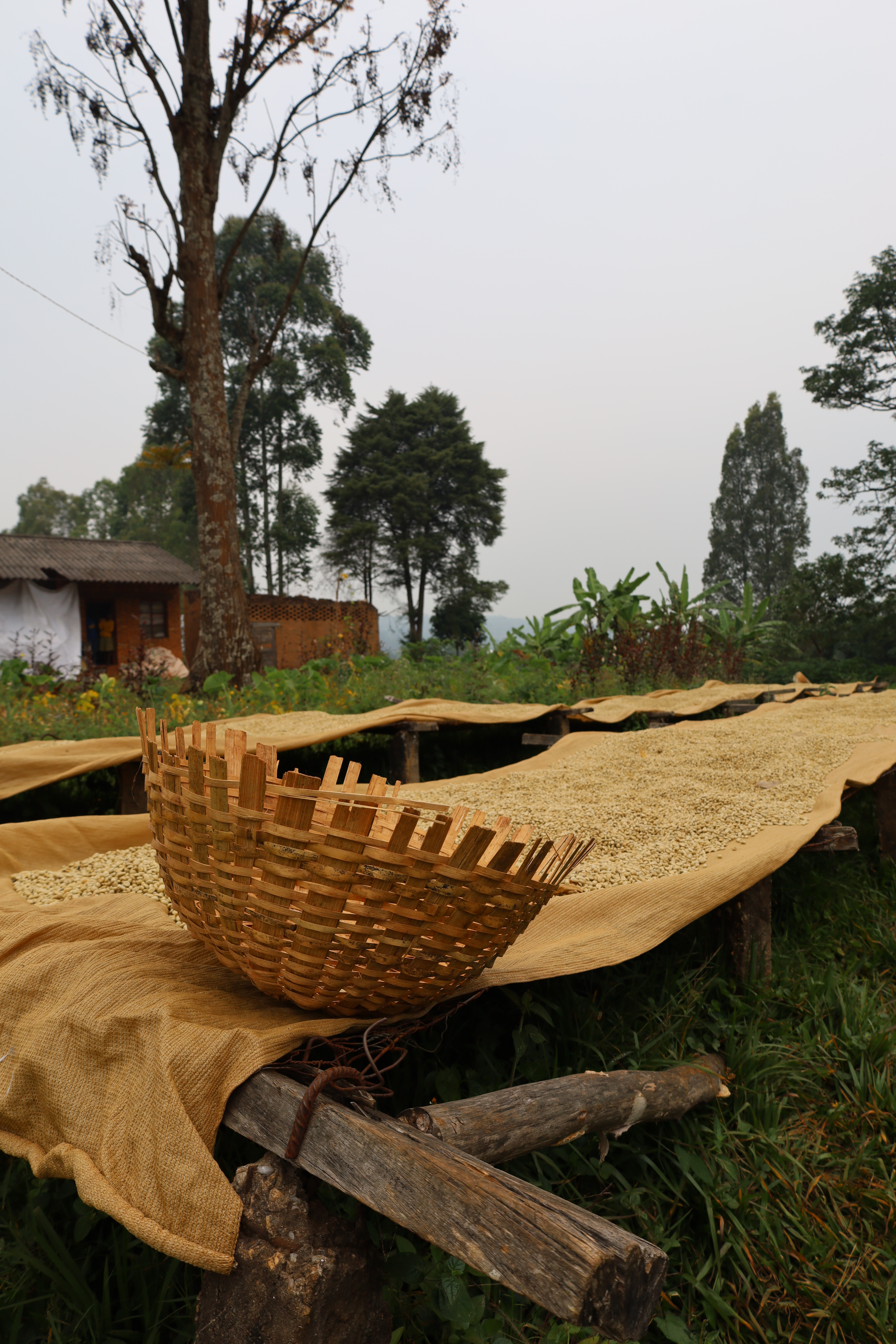Burundi Ngozi Murambi Washing Station (E)