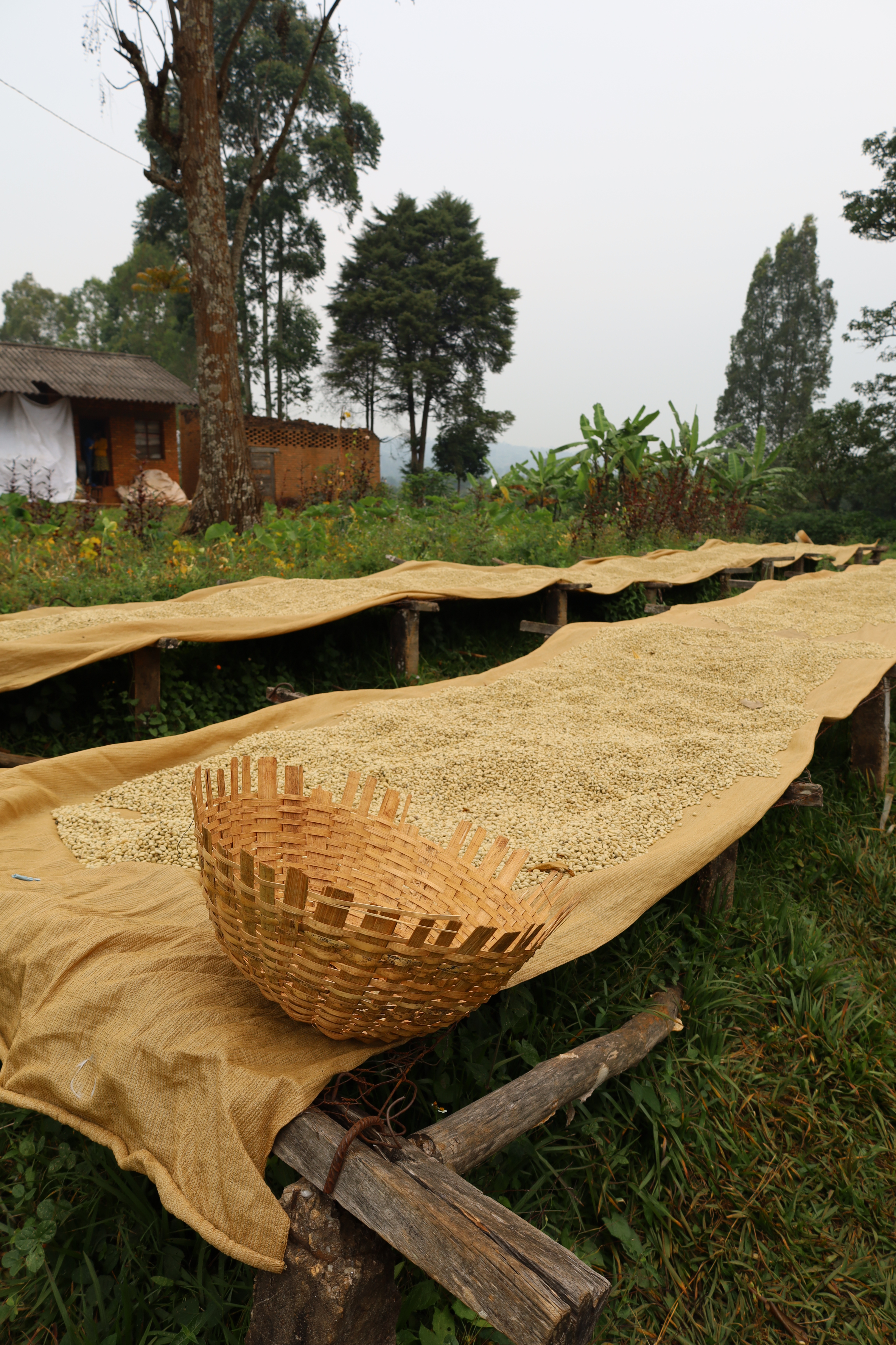 Burundi Ngozi Murambi Washing Station (E)