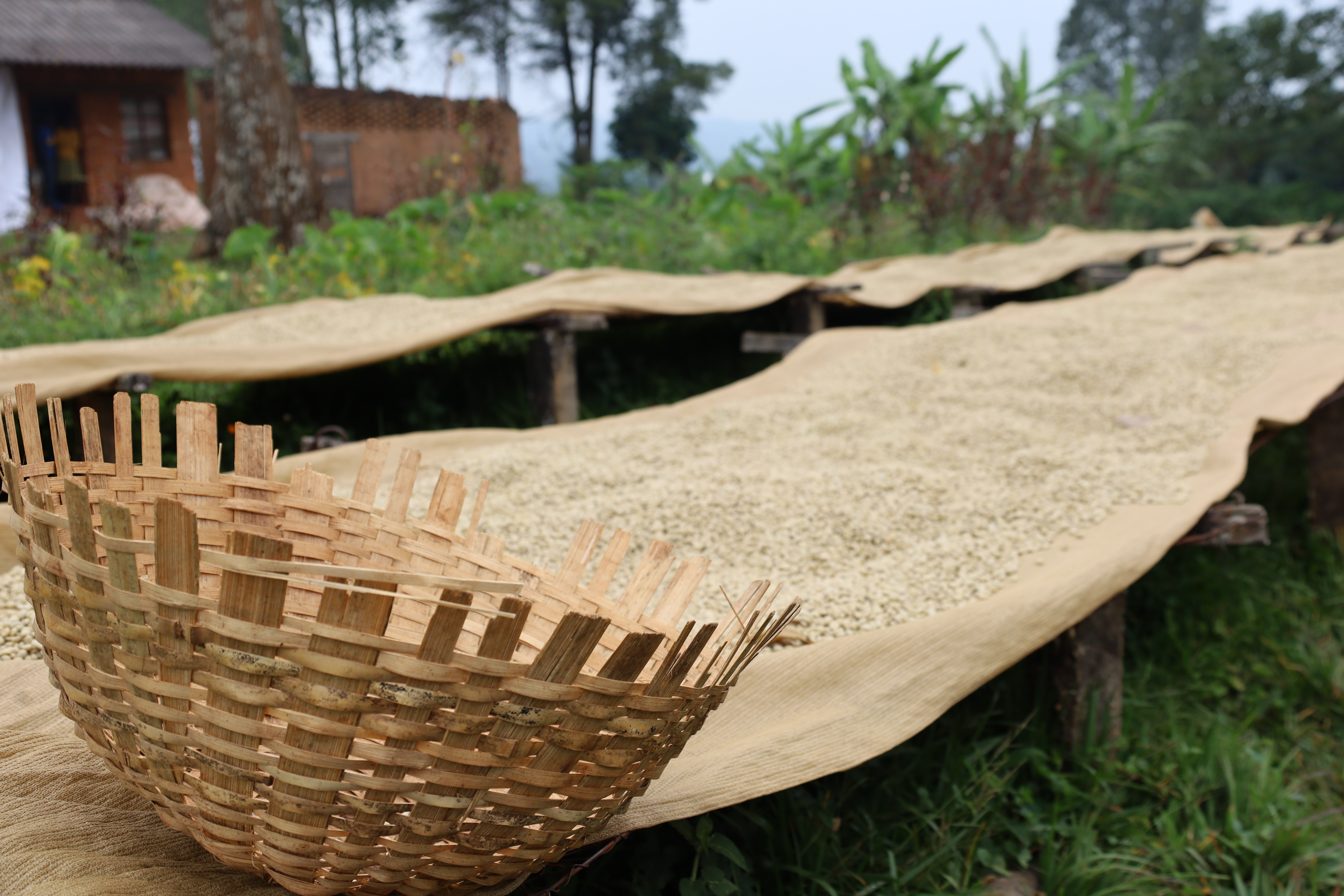 Burundi Ngozi Murambi Washing Station (E)