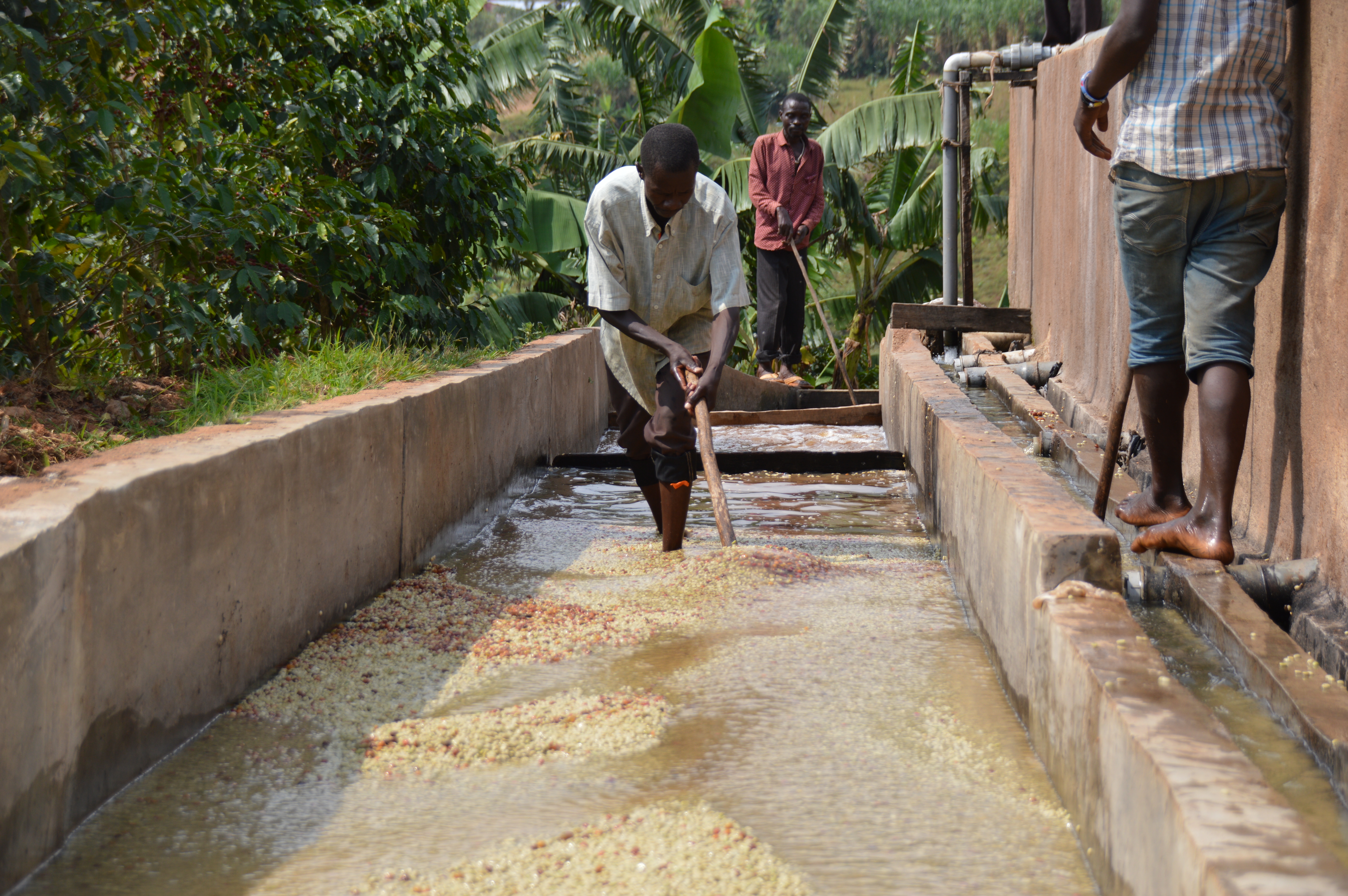 Burundi Kawa Zamurabawe Washing Station (E)