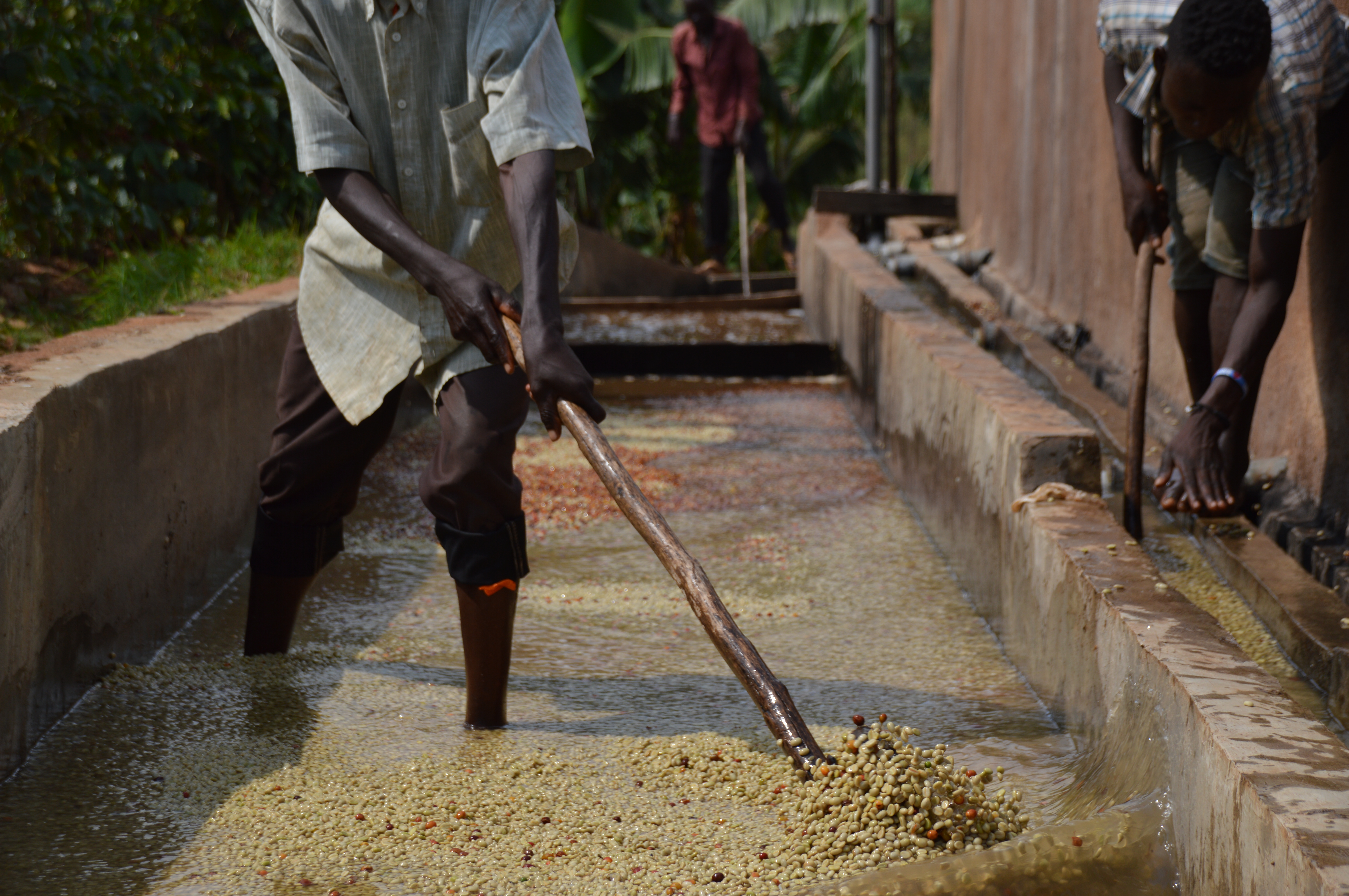 Burundi Kawa Zamurabawe Washing Station (E)