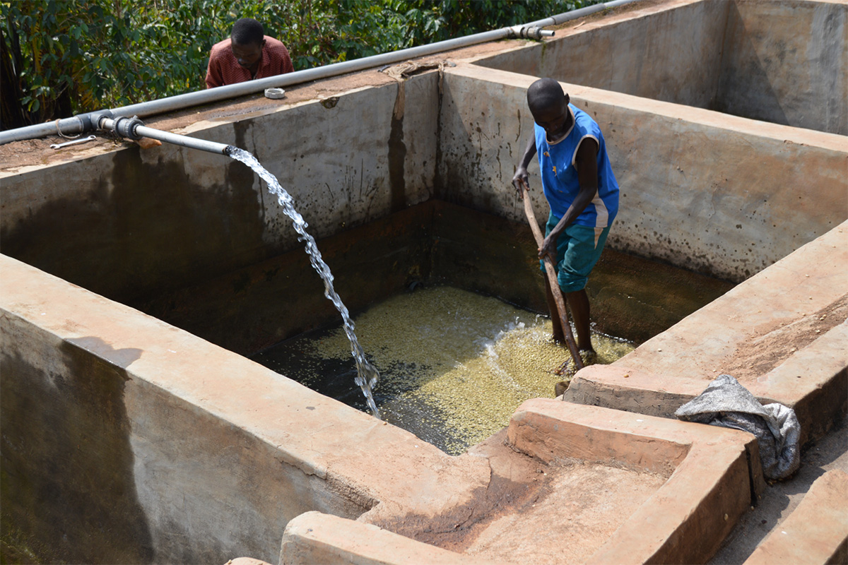 Burundi Kawa Zamurabawe Washing Station (E)