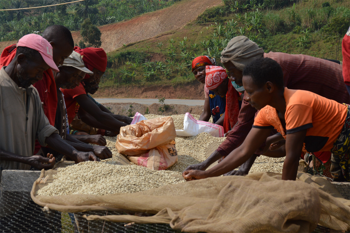 Burundi Kawa Zamurabawe Washing Station (E)