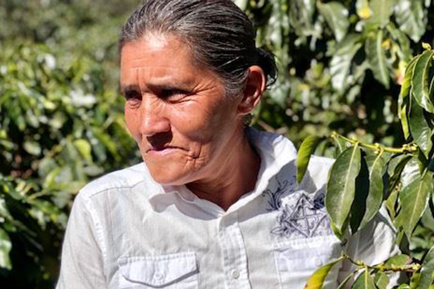 Organic Honduras COMSA 
