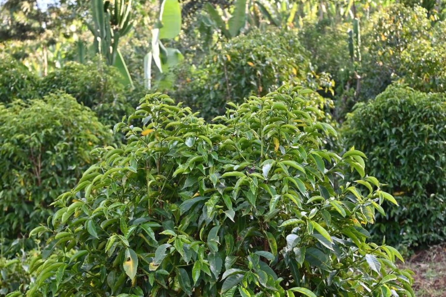 Ethiopia Washed Yirgacheffe Kochere Tigist Boru Zero Defect (GP)
