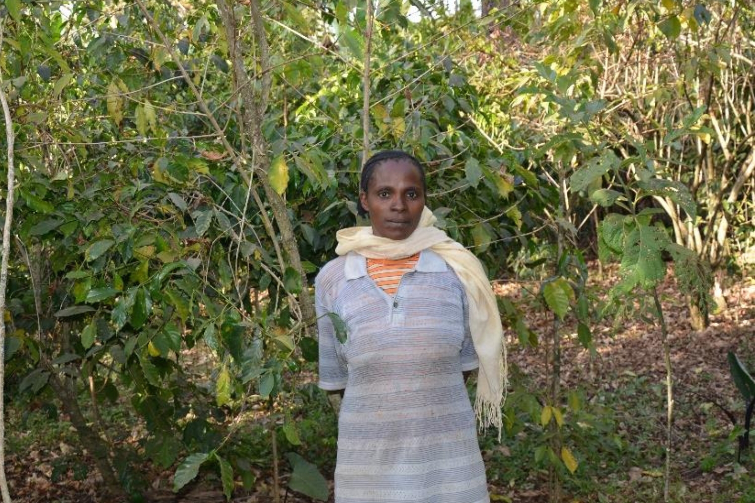 Ethiopia Washed Yirgacheffe Kochere Tigist Boru Zero Defect (GP)