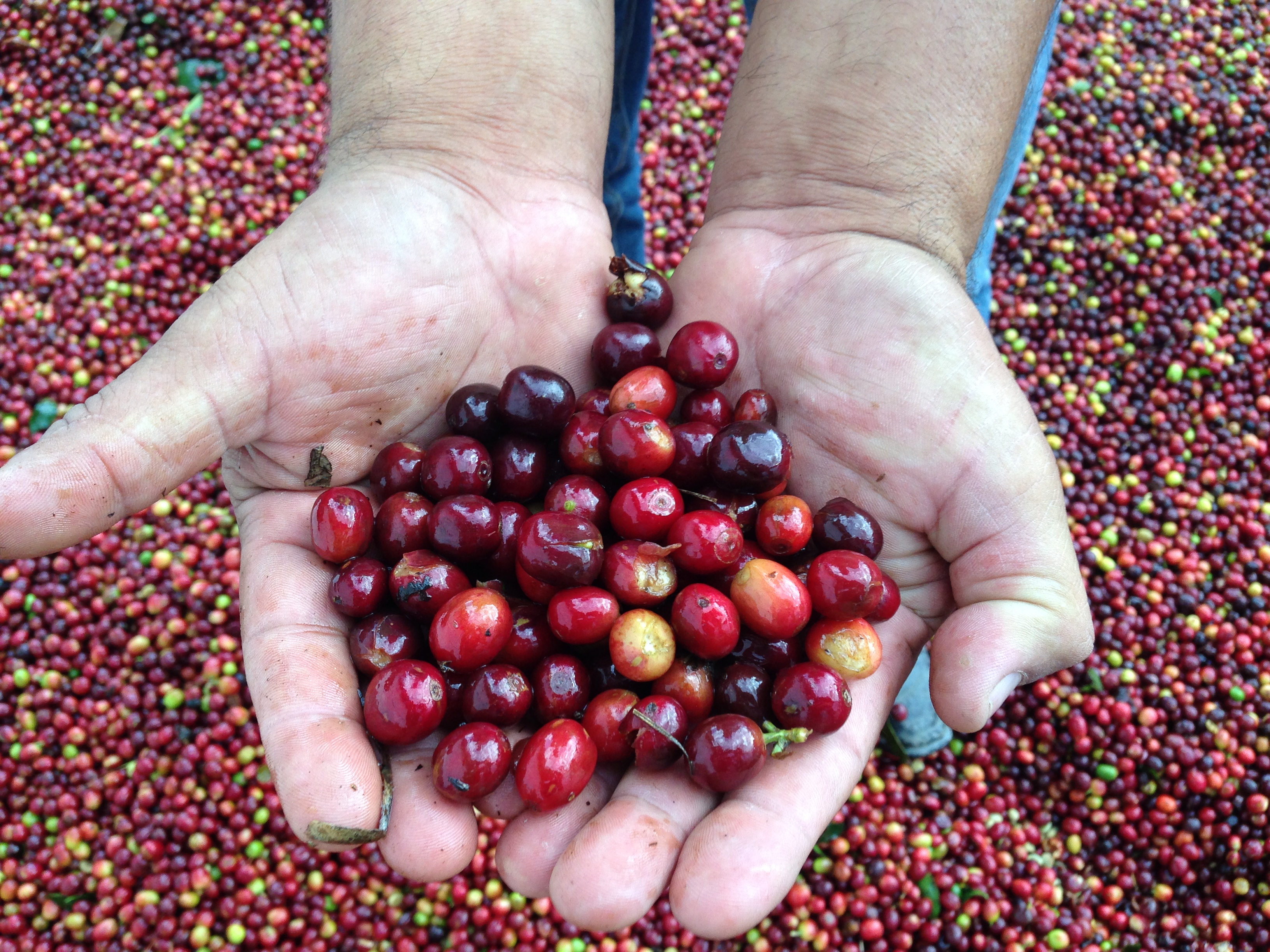 Organic Honduras COMSA - Royal Reserva Natural (GP)