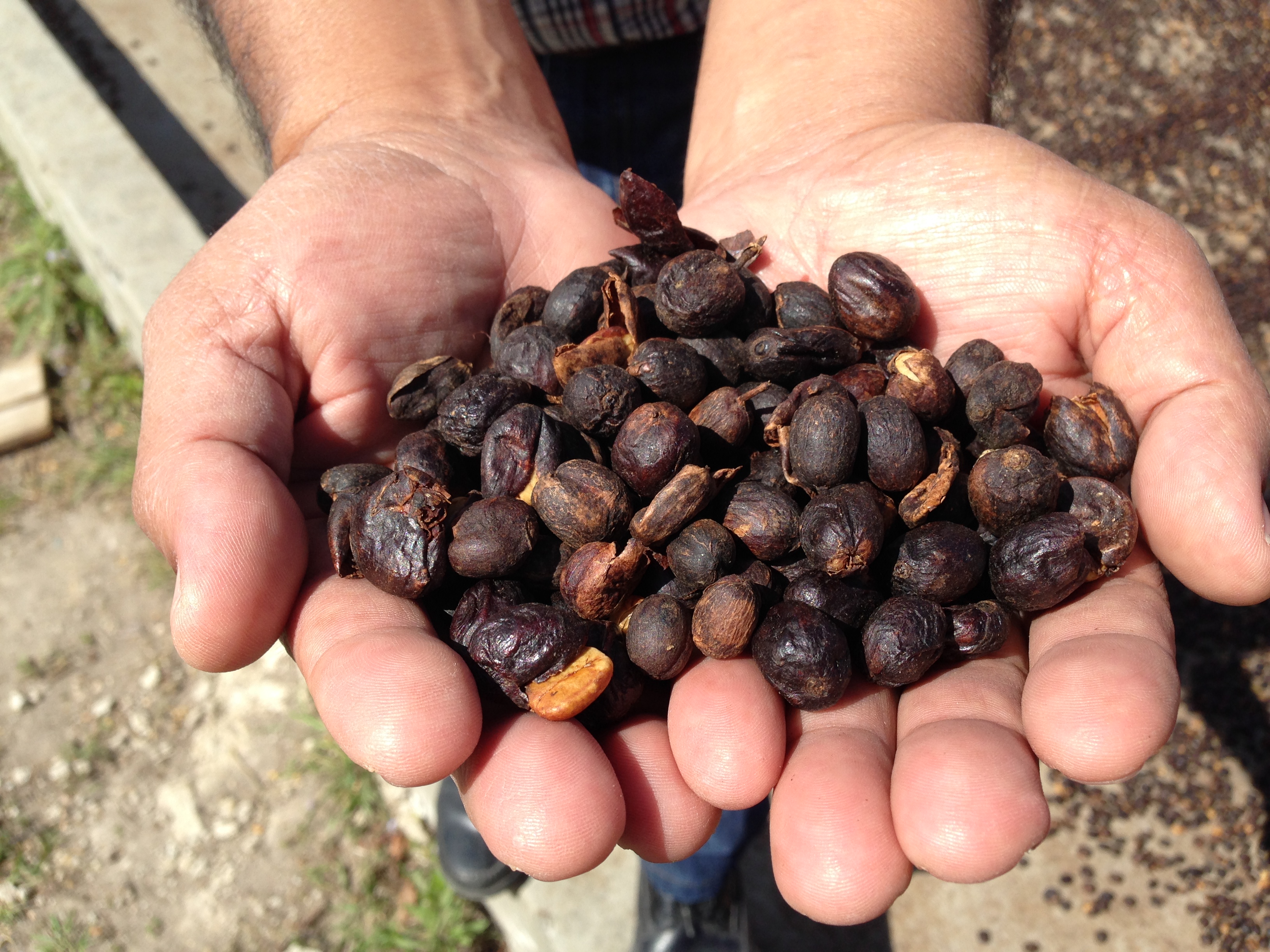 Organic Honduras COMSA - Royal Reserva Natural (GP)