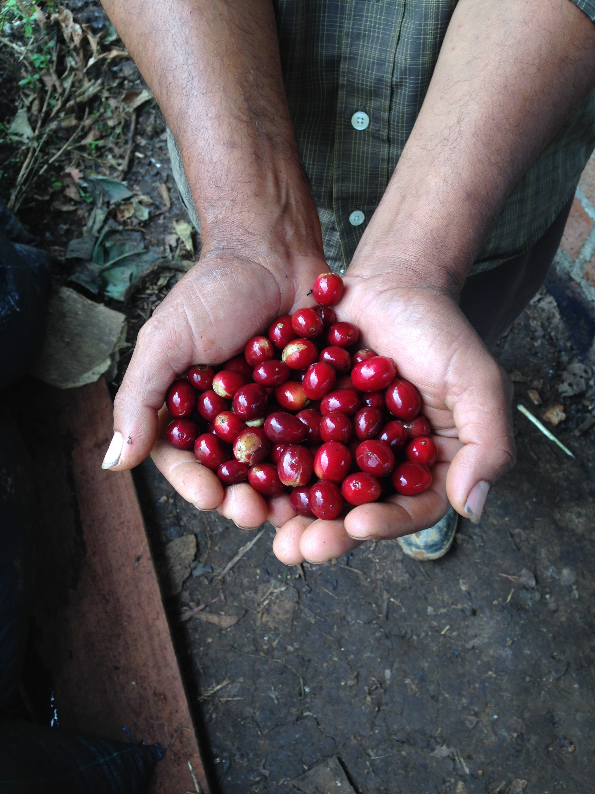 Organic Honduras COMSA - Royal Reserva Natural (GP)