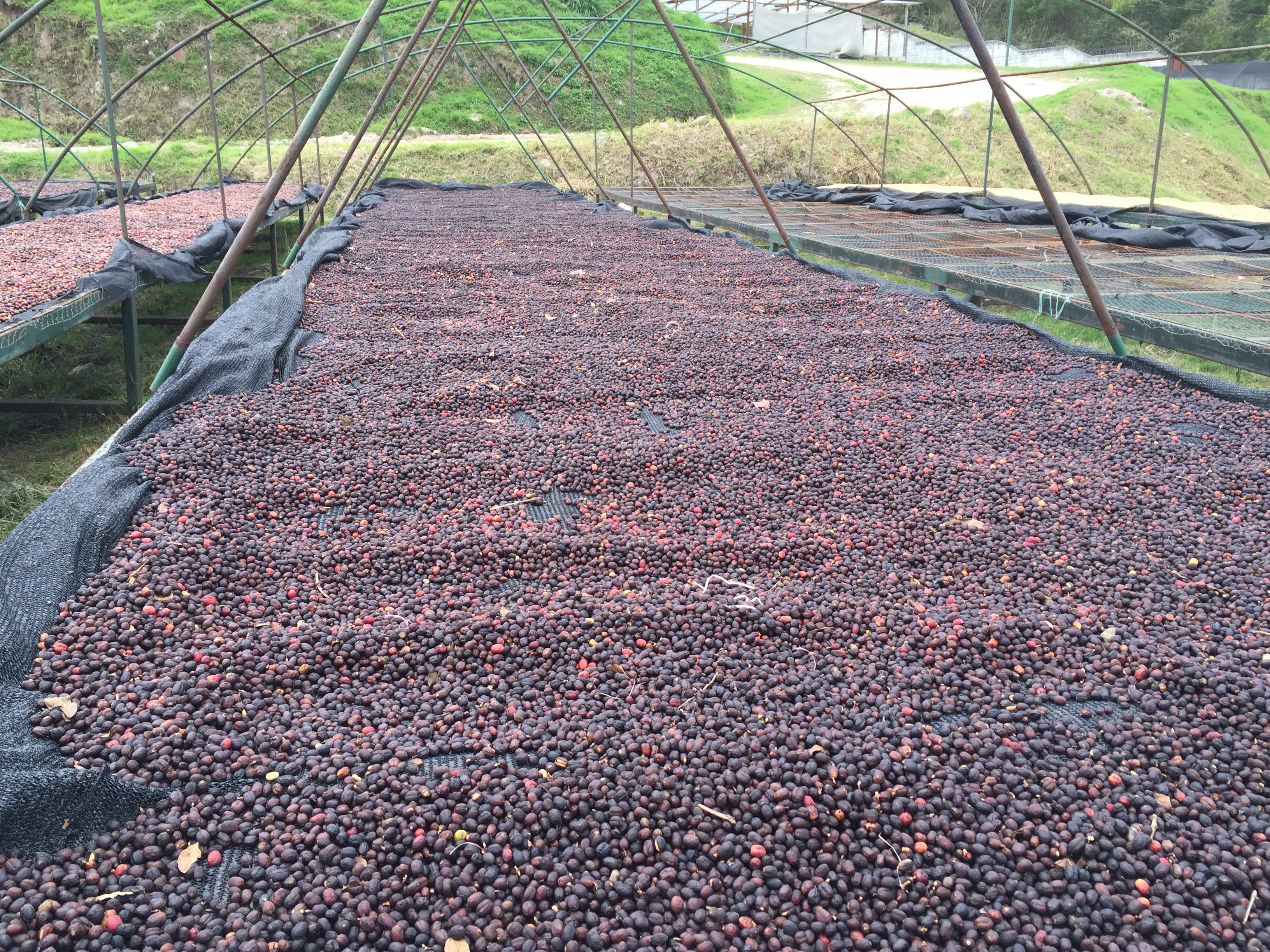 Organic Honduras COMSA - Royal Reserva Natural (GP)