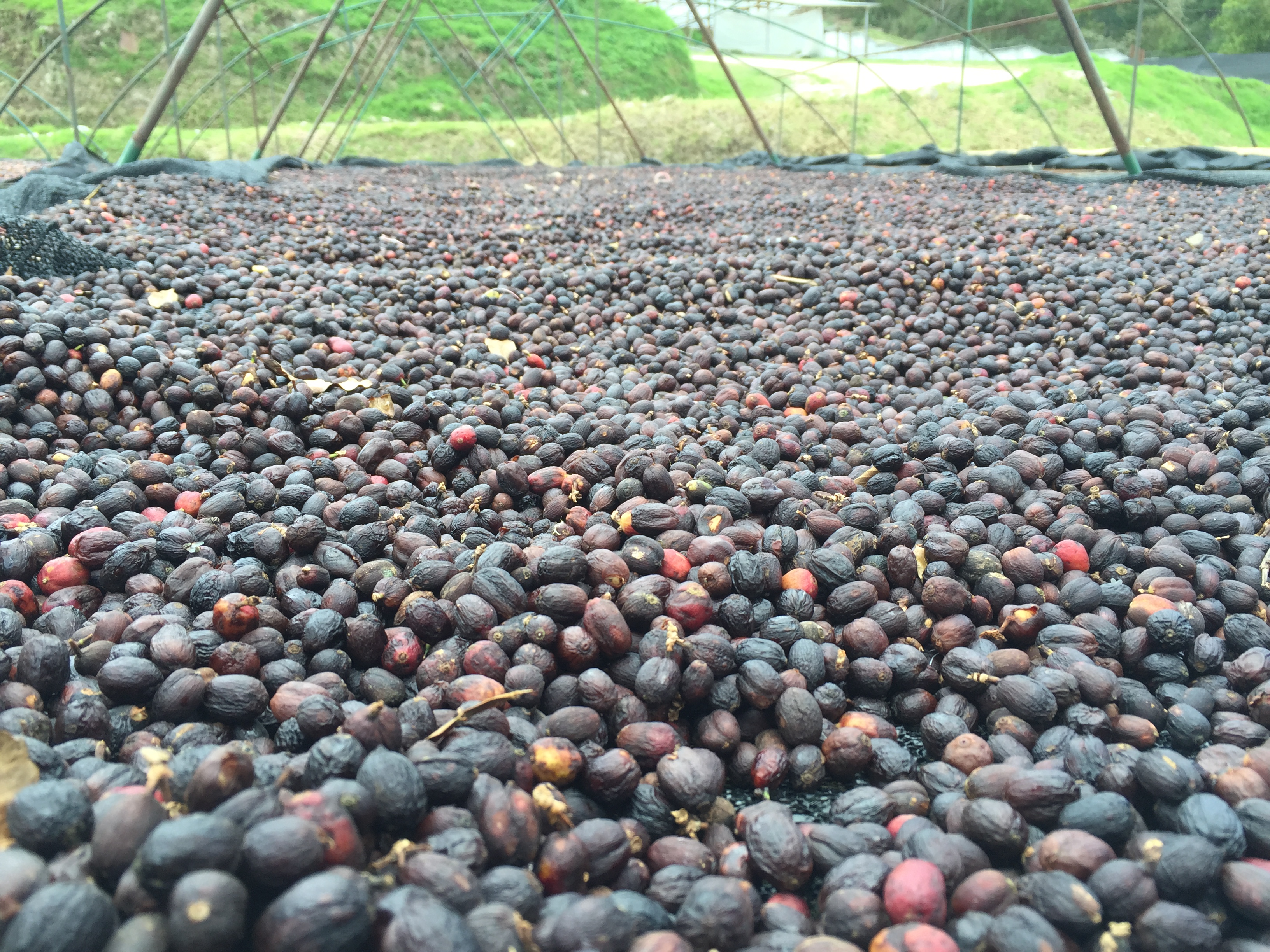 Organic Honduras COMSA - Royal Reserva Natural (GP)
