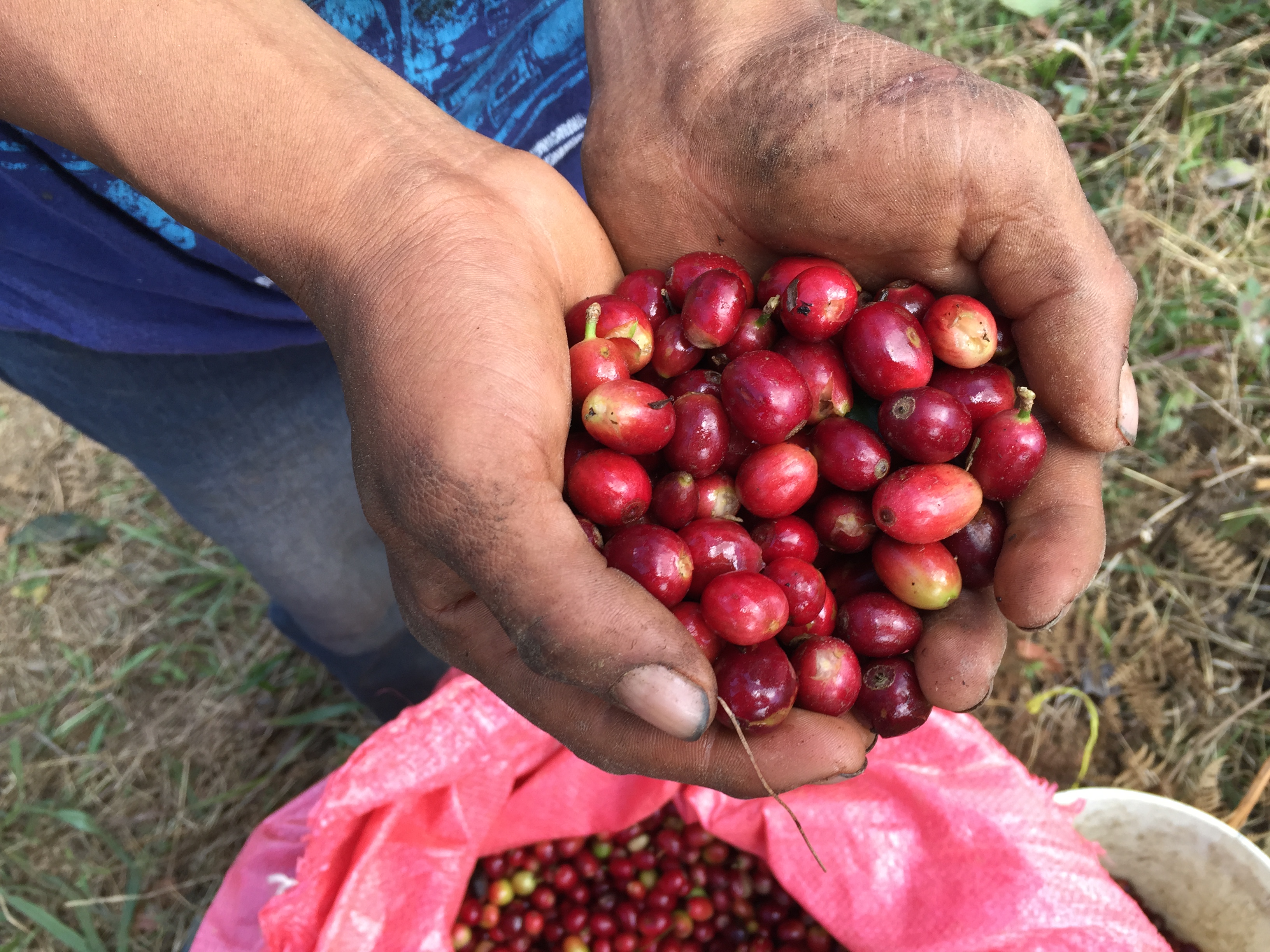 Organic Honduras COMSA - Royal Reserva Natural (GP)