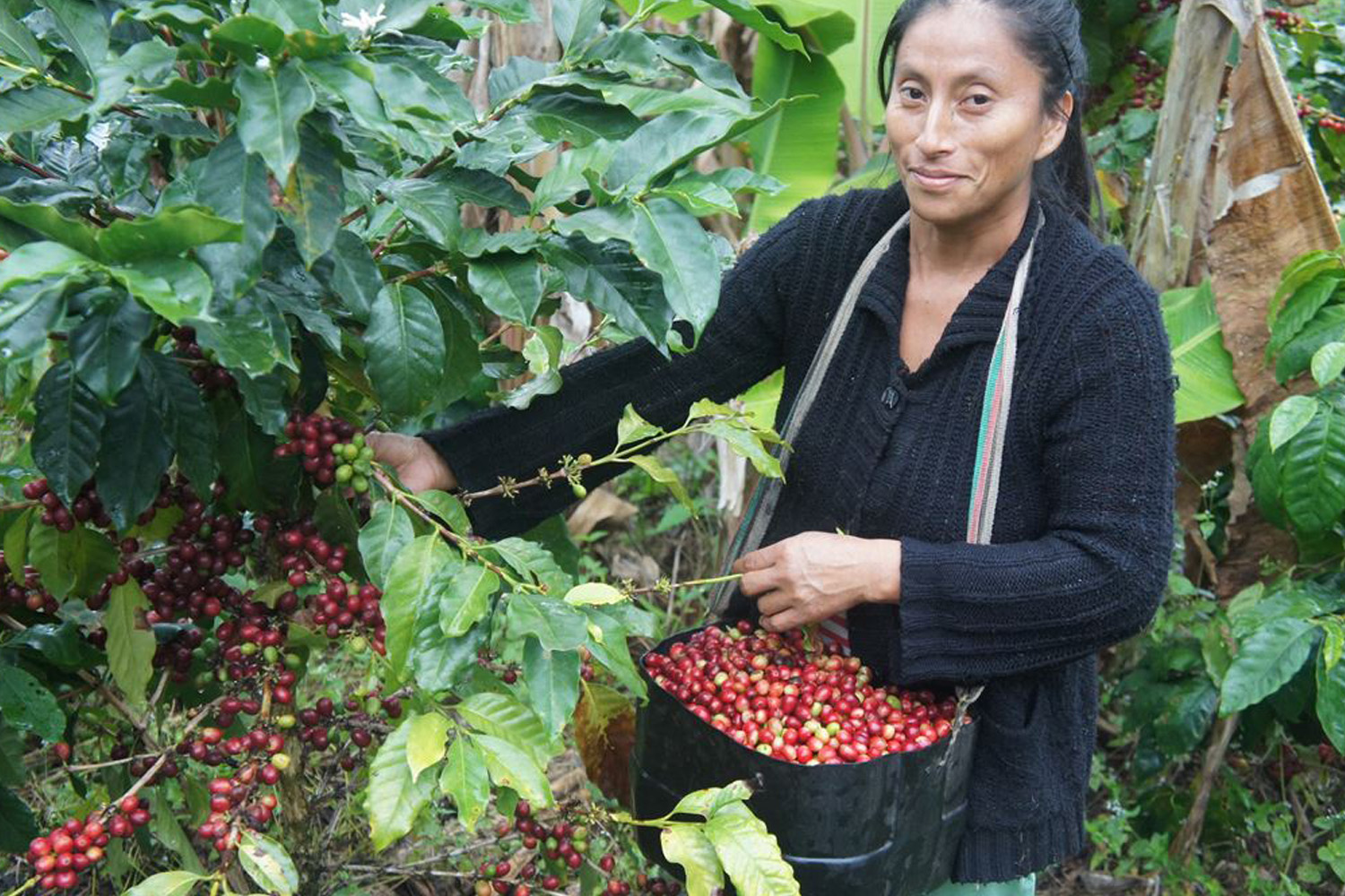 Organic Peru COOPAFSI 