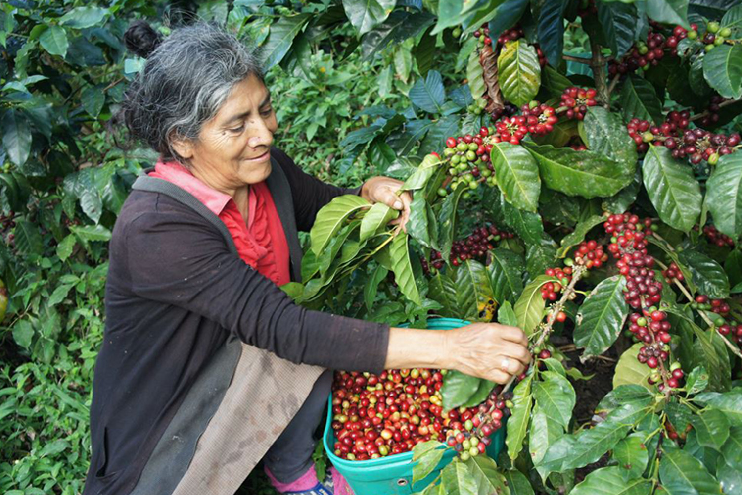 Organic Peru COOPAFSI 