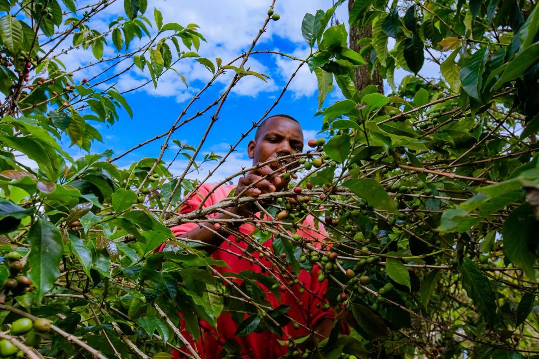 Rwanda PB Lake Kivu (GP)