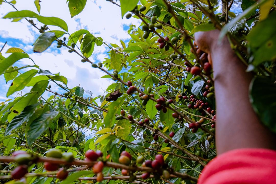 Rwanda PB Lake Kivu (GP)