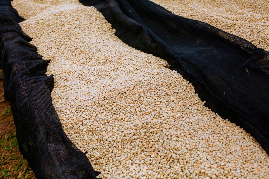 Rwanda PB Lake Kivu (GP)