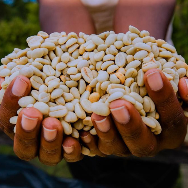 Rwanda PB Muhari Washing Station (GP)