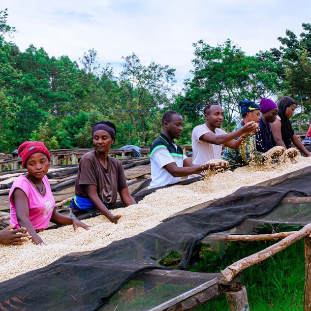 Rwanda PB Muhari Washing Station (GP)
