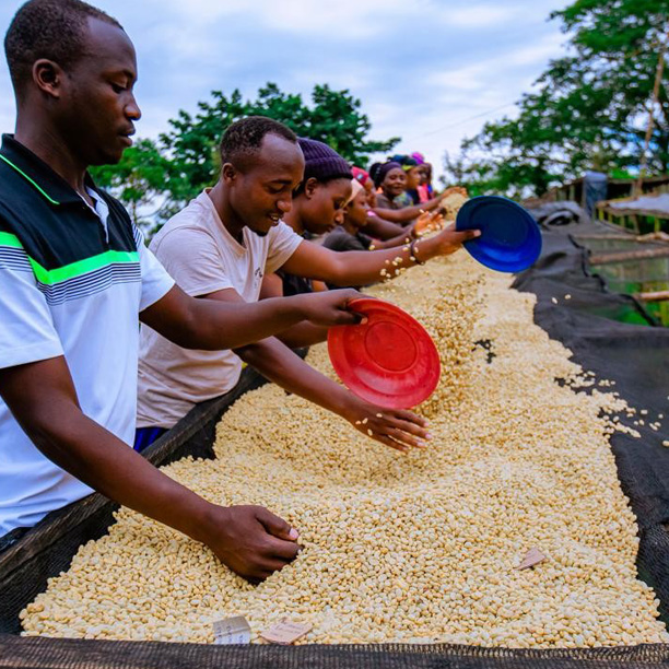 Rwanda PB Muhari Washing Station (GP)